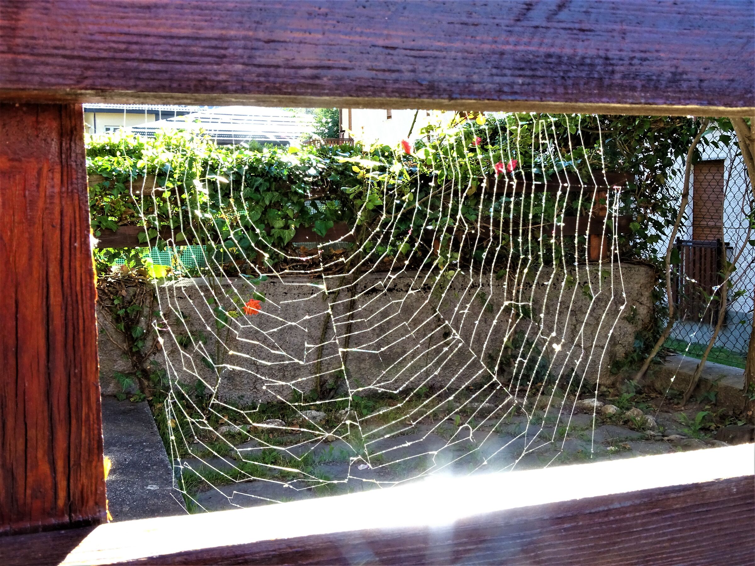 perfect spider web....