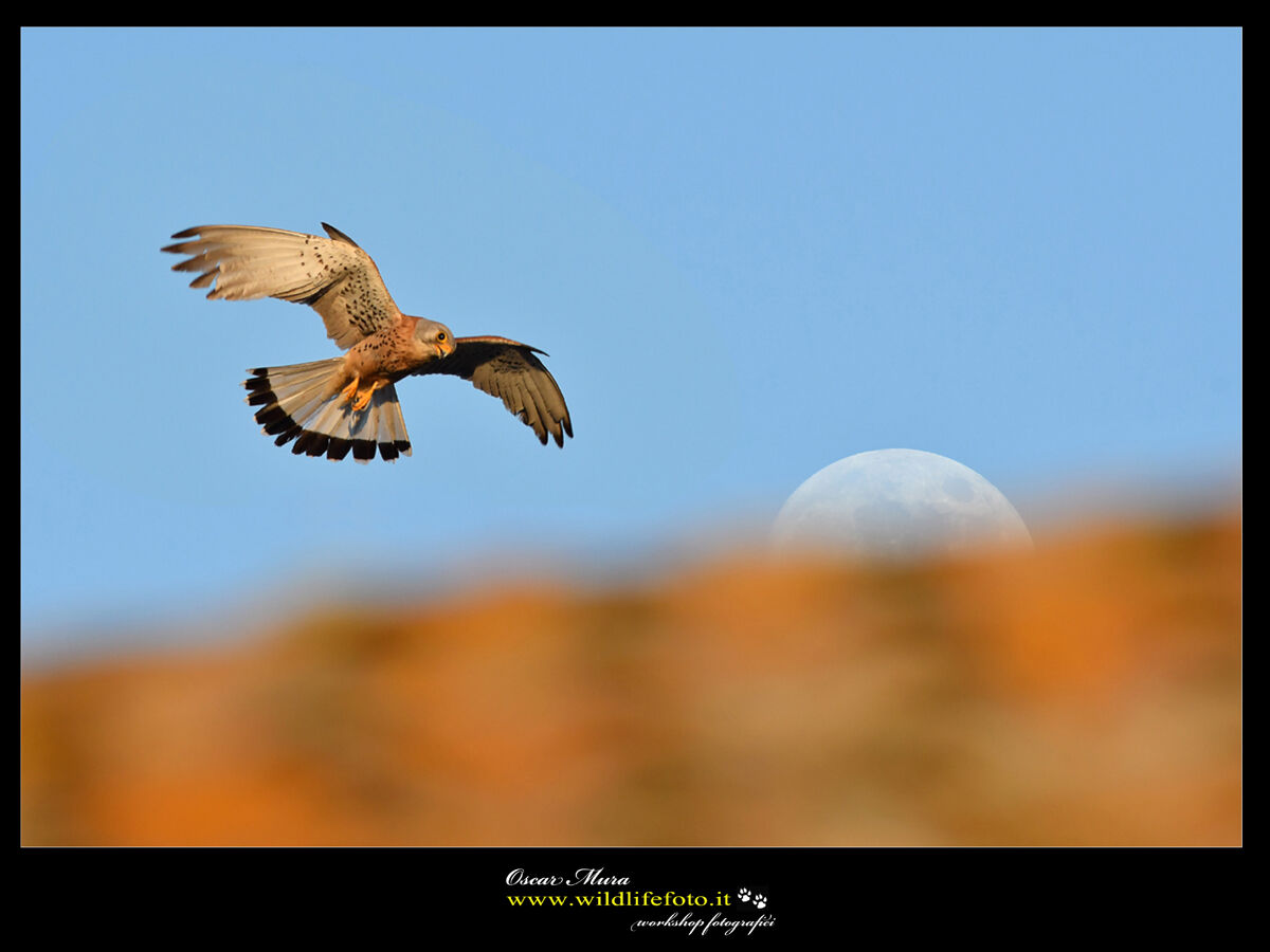 Falco Grillaio Sardegna www.wildlifefoto.it...