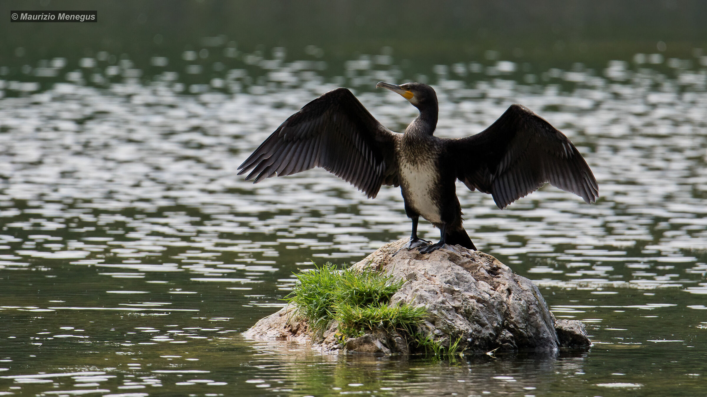 The wingspan of the cormorant...