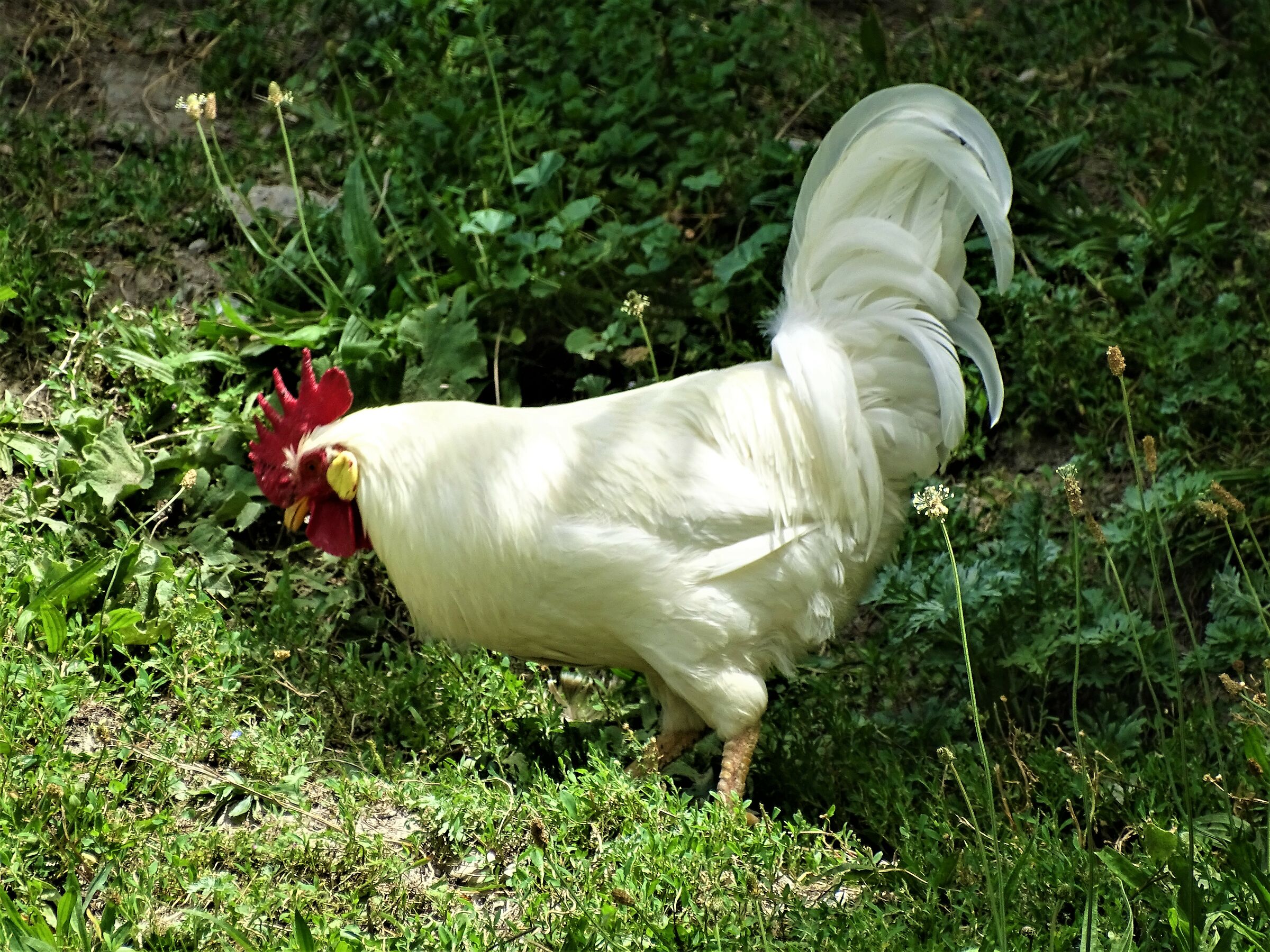 mountain rooster.....