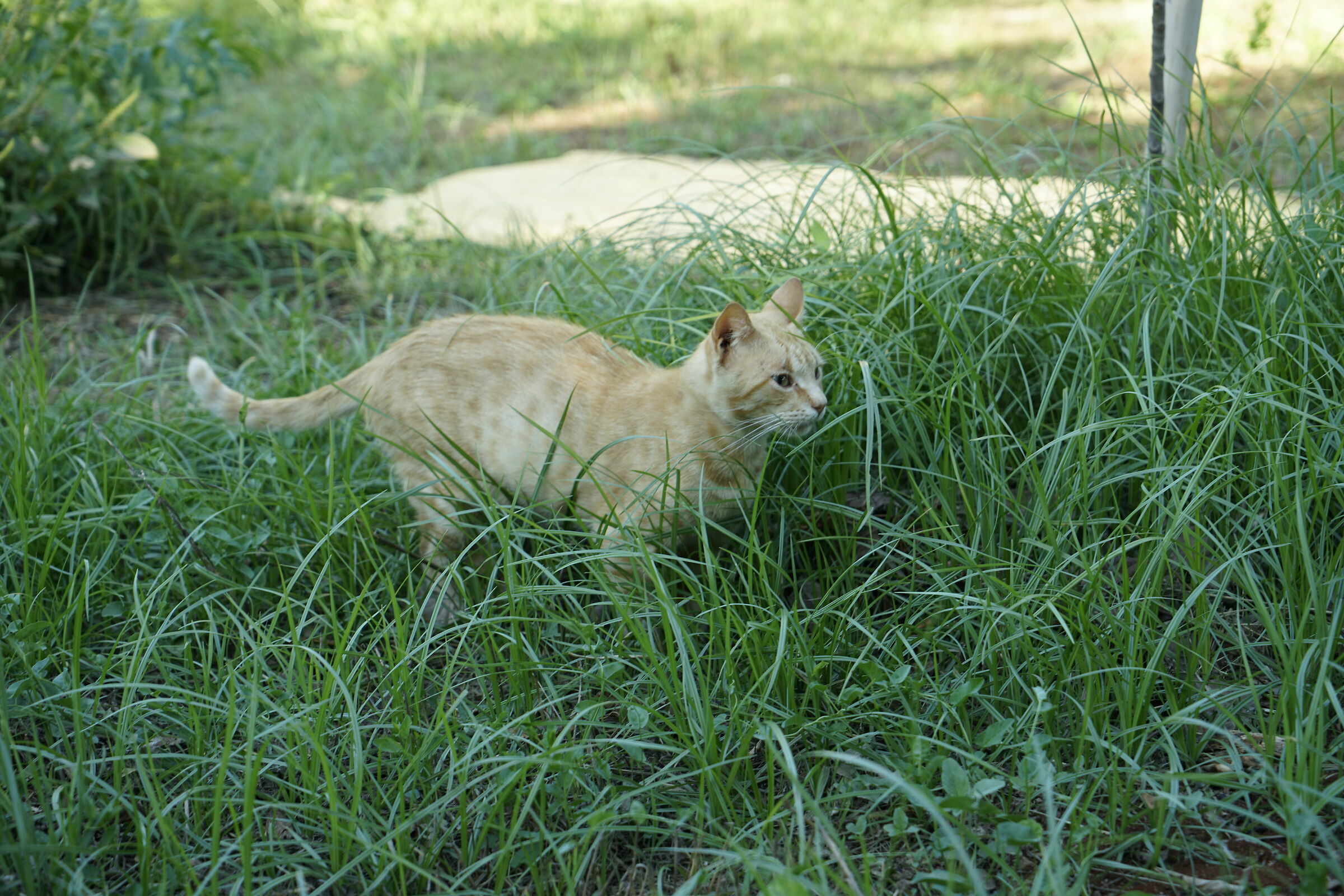 L'erba e la gatta...