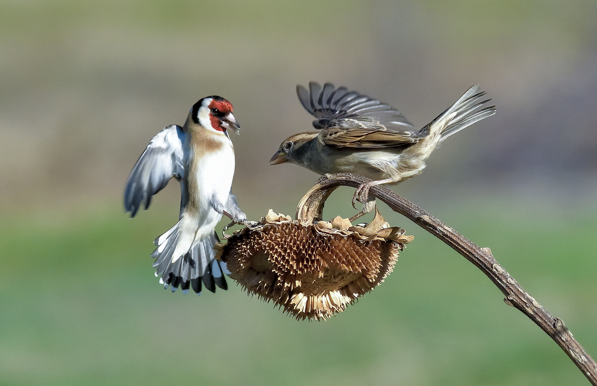 cardellino vs sparrow...