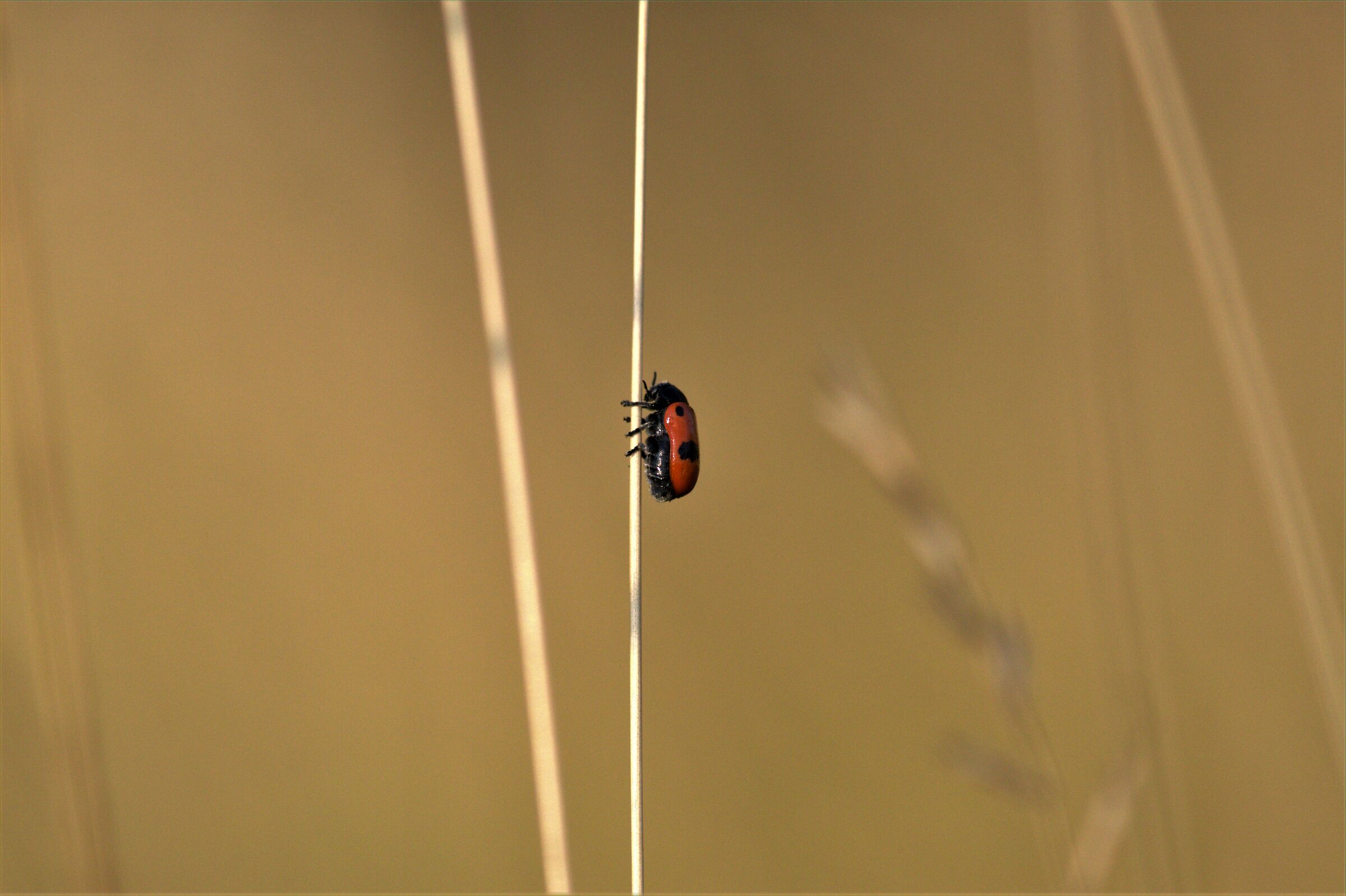 Coccinellidae...