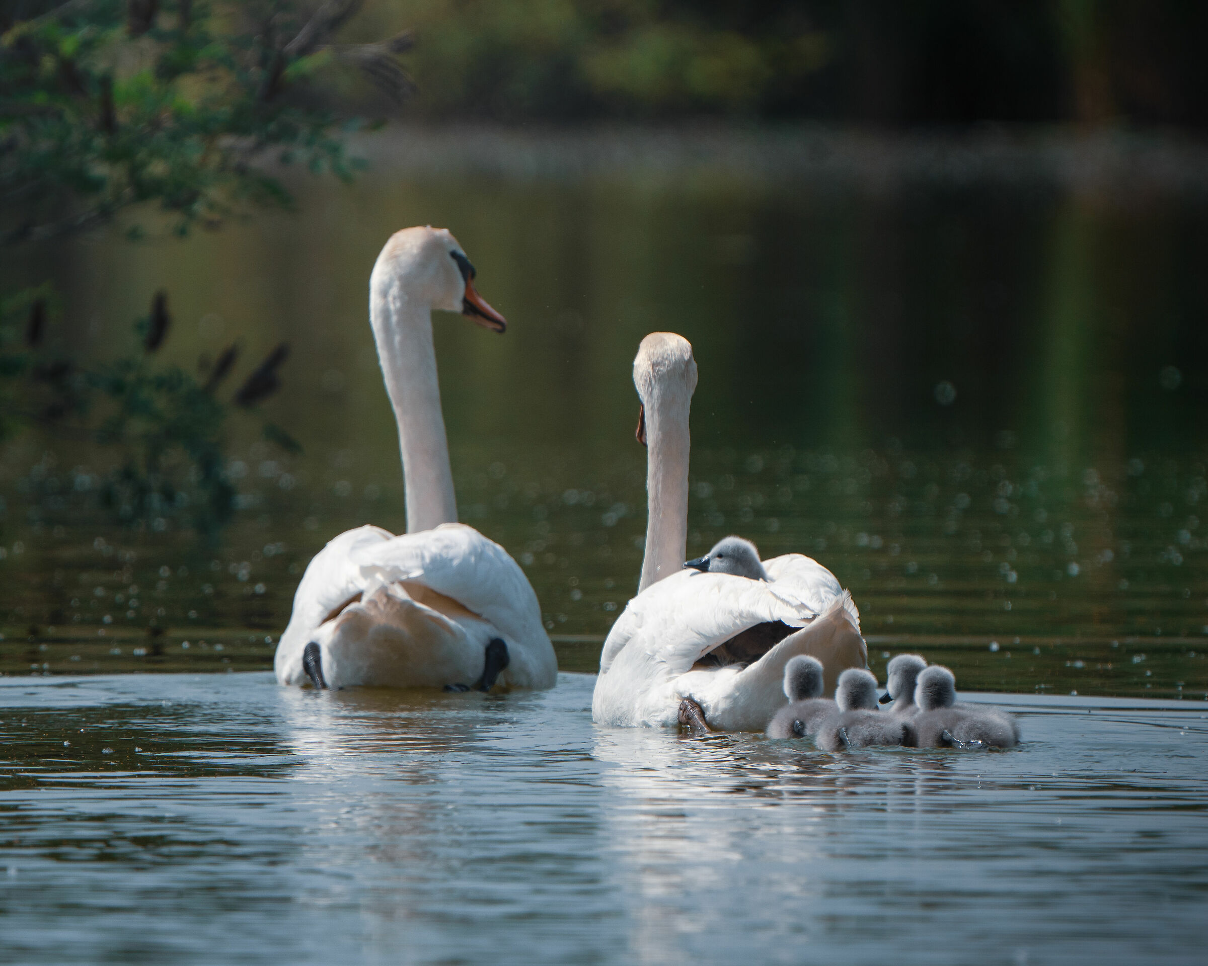 family of swans...