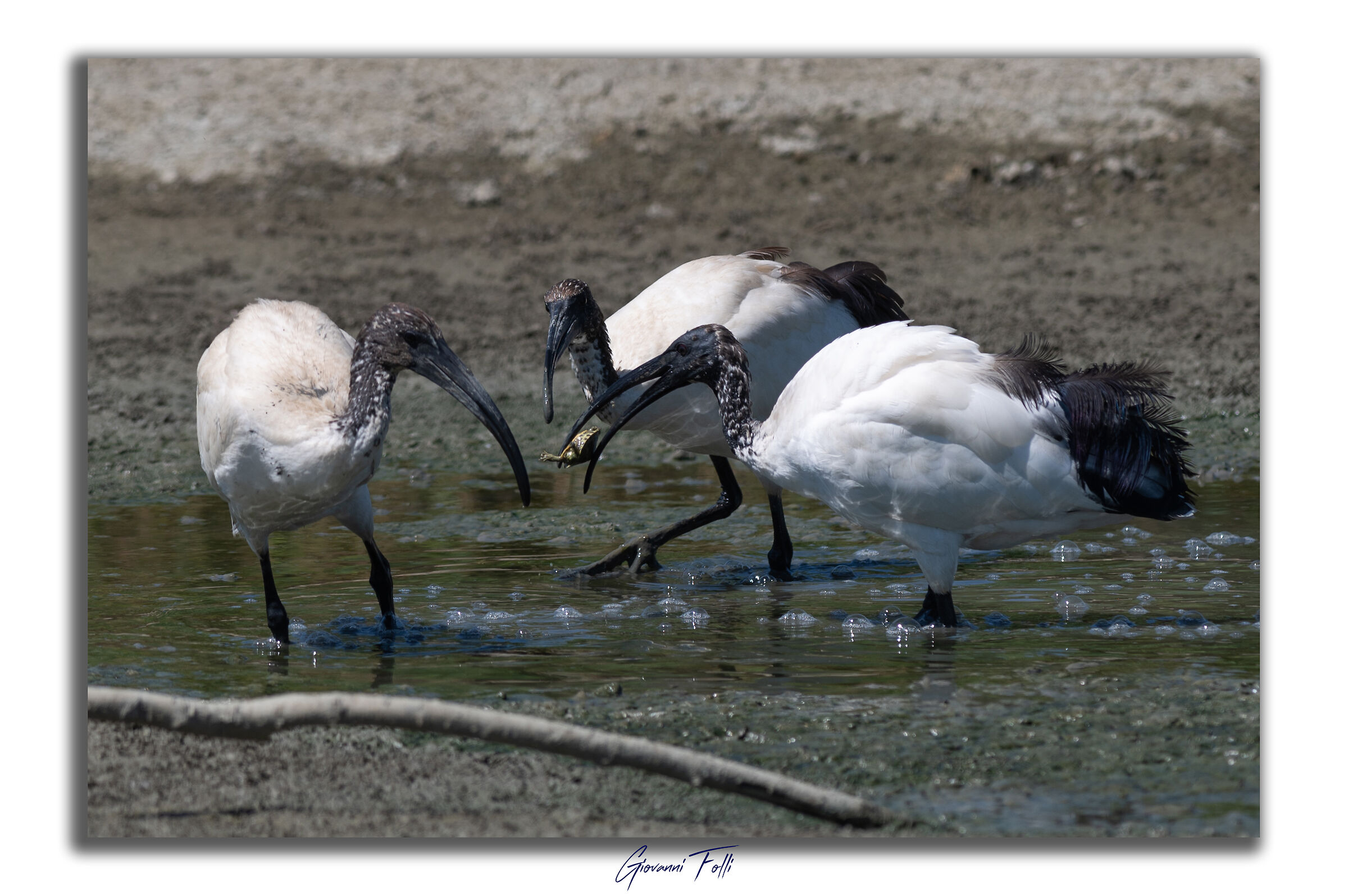 Parco della Piana - 3 ibis ed una tartarughina...