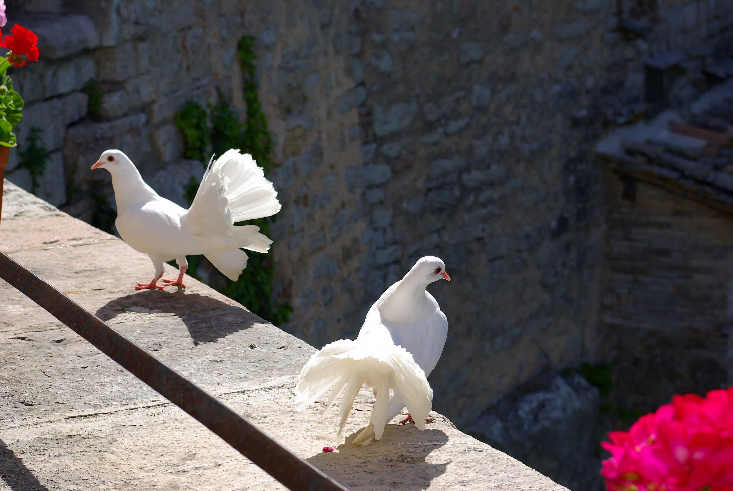 The greeting of the doves...