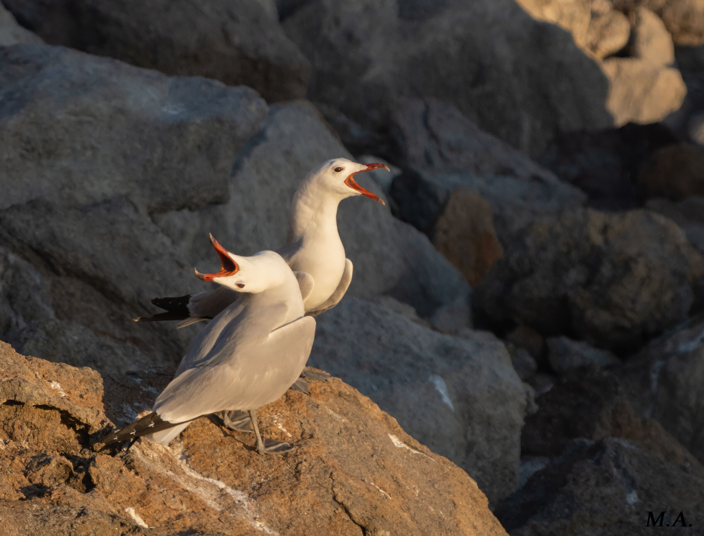 Seagulls courses...