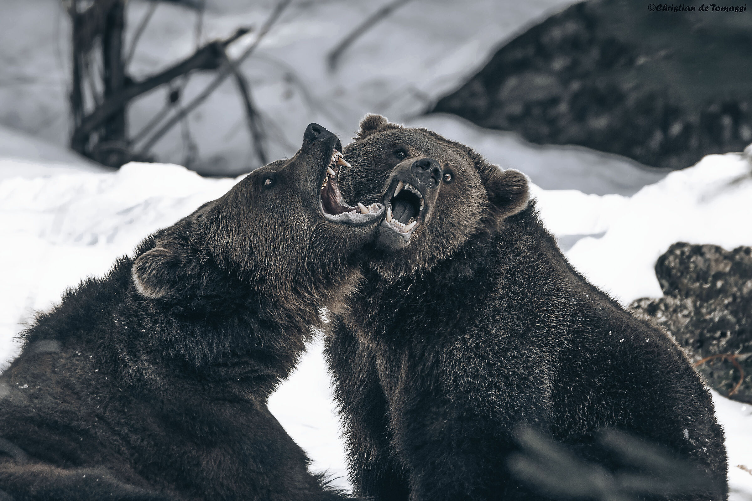 Fighting Bears...