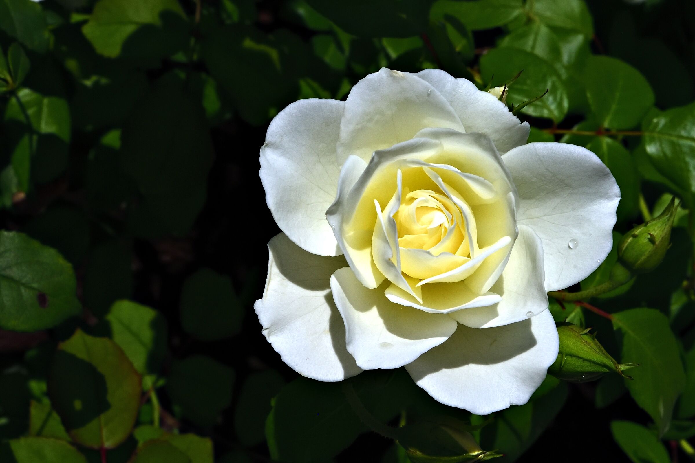 Chinensis rose...
