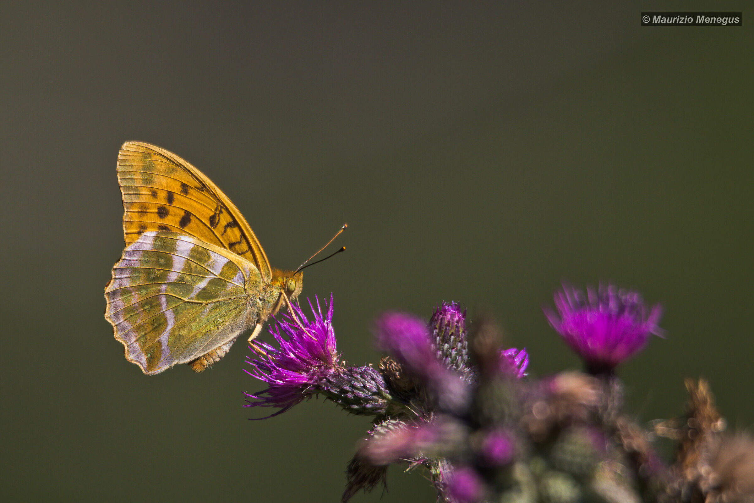 Butterfly on thistle...