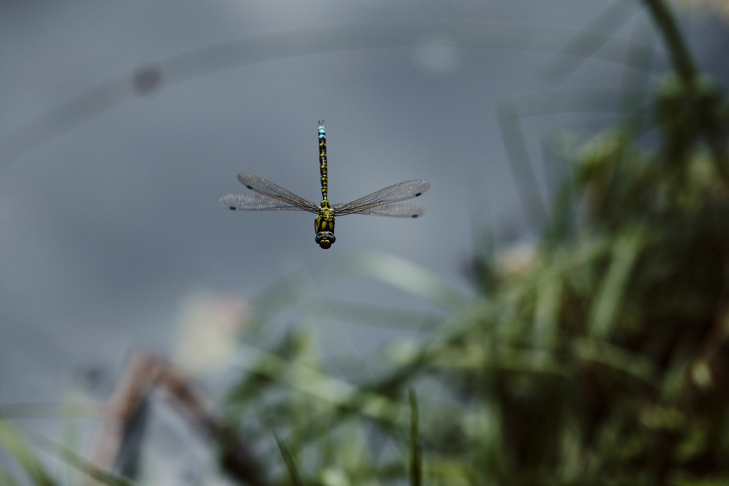 Friendly and curious dragonfly...