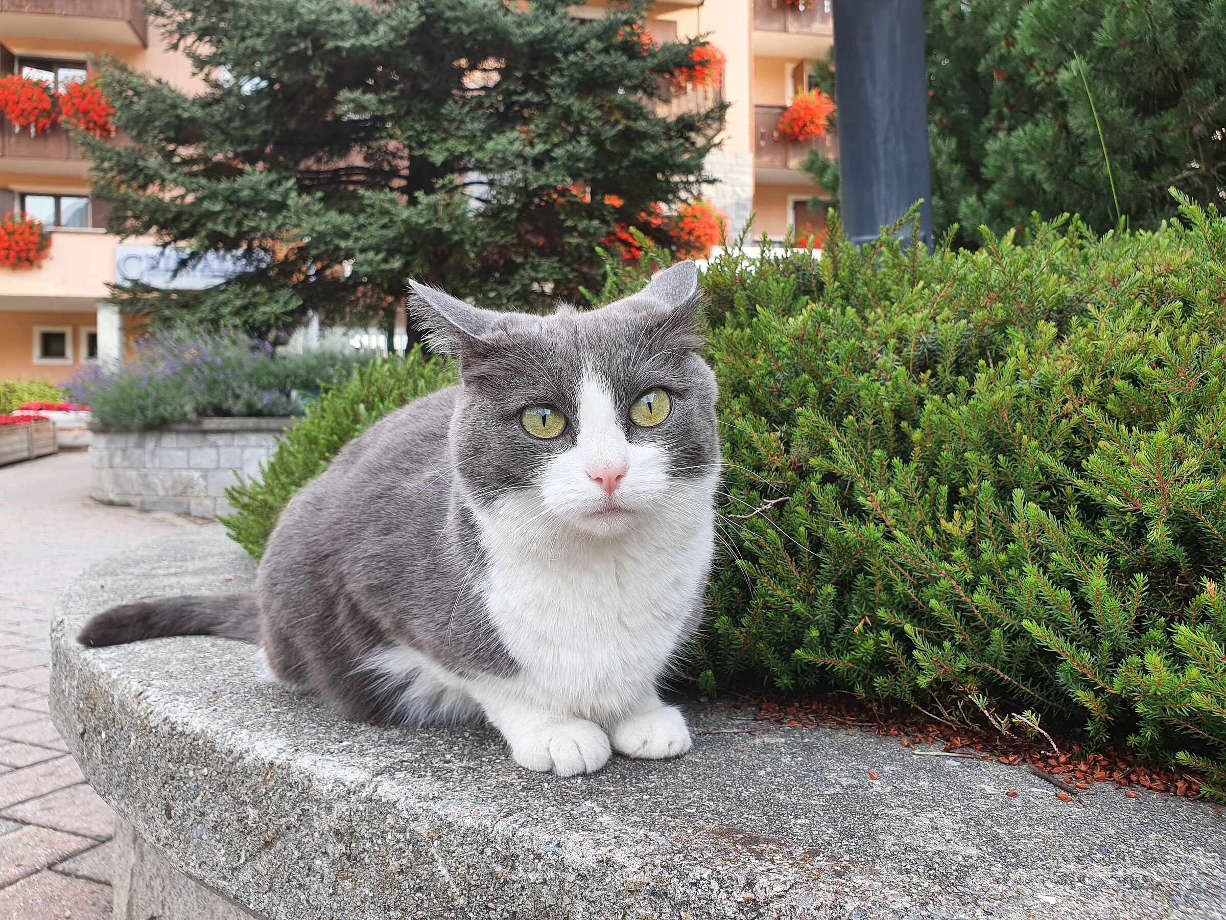 Hotel cat in Valtellina...