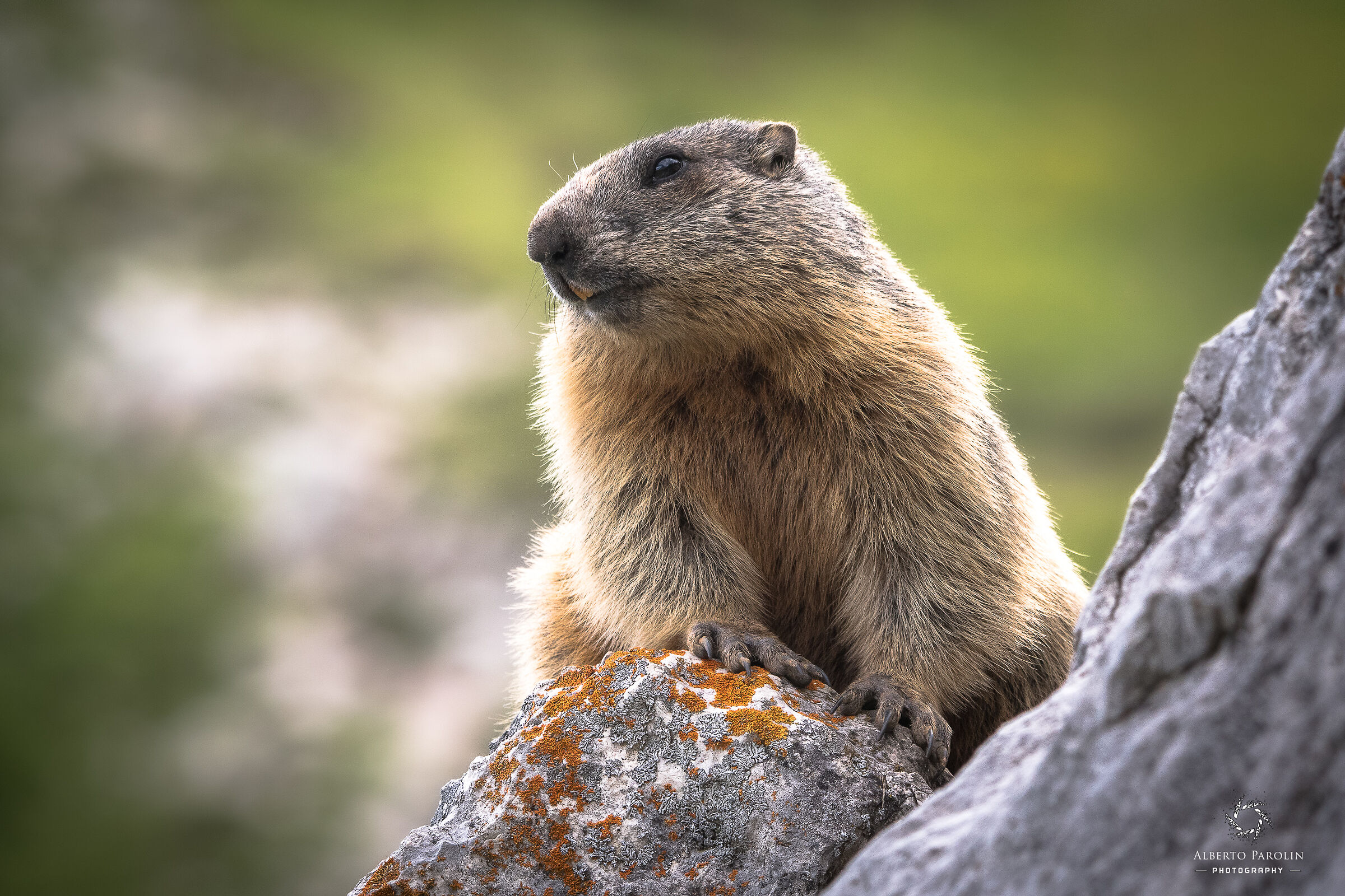 Portrait of a marmot...