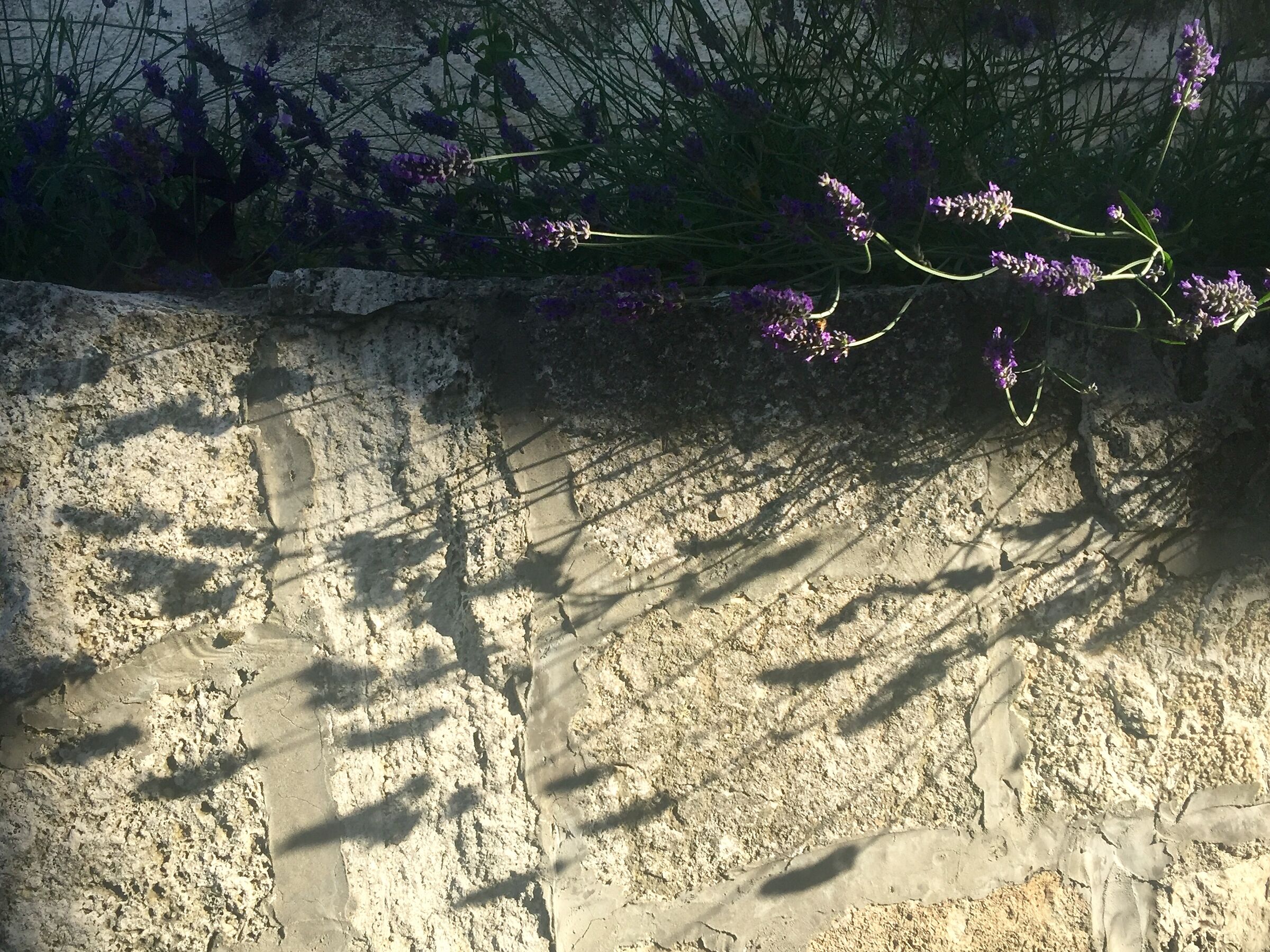 Lavender shadows ...