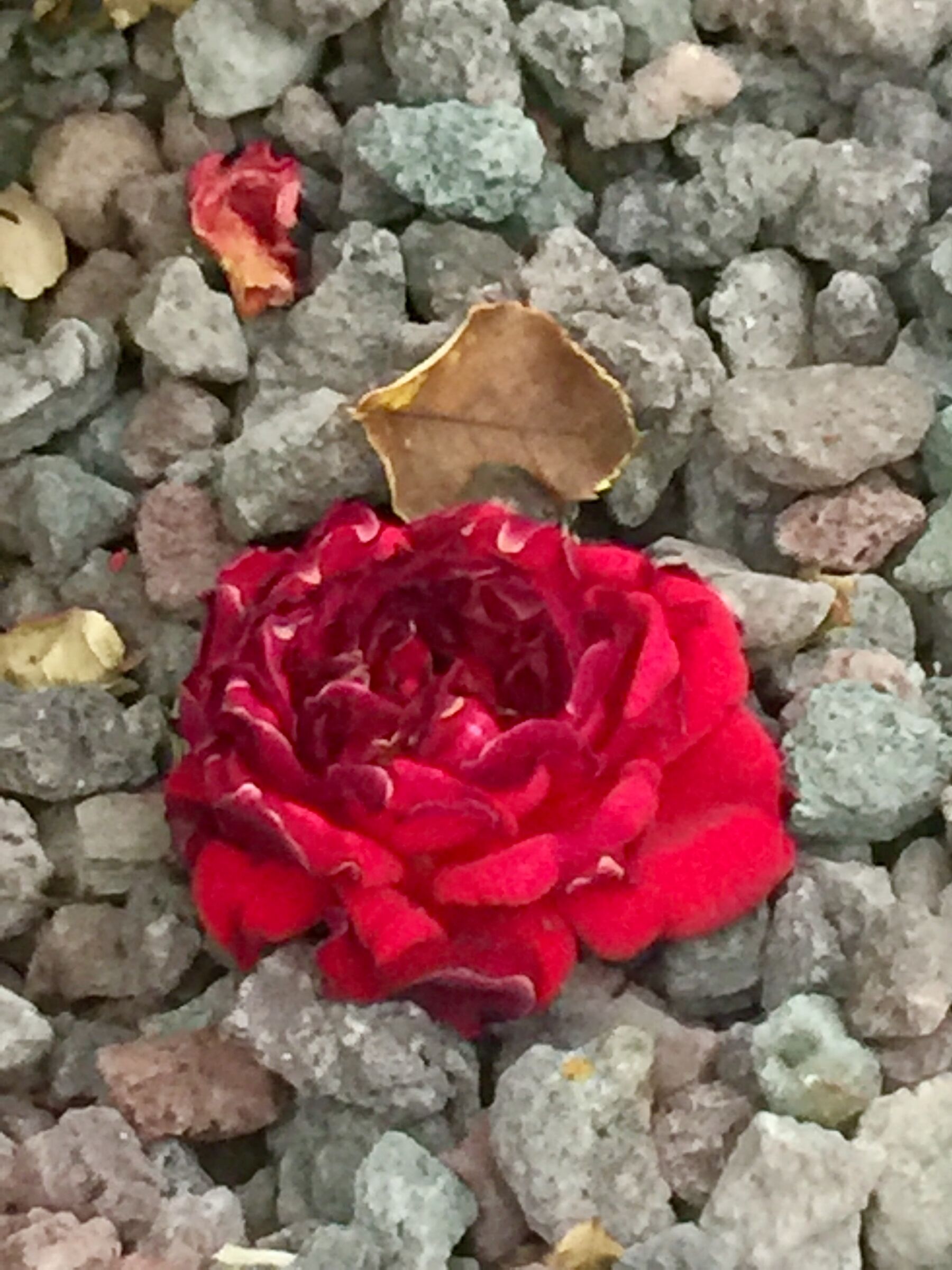 Rosa Rossa, natura morta alternativa....