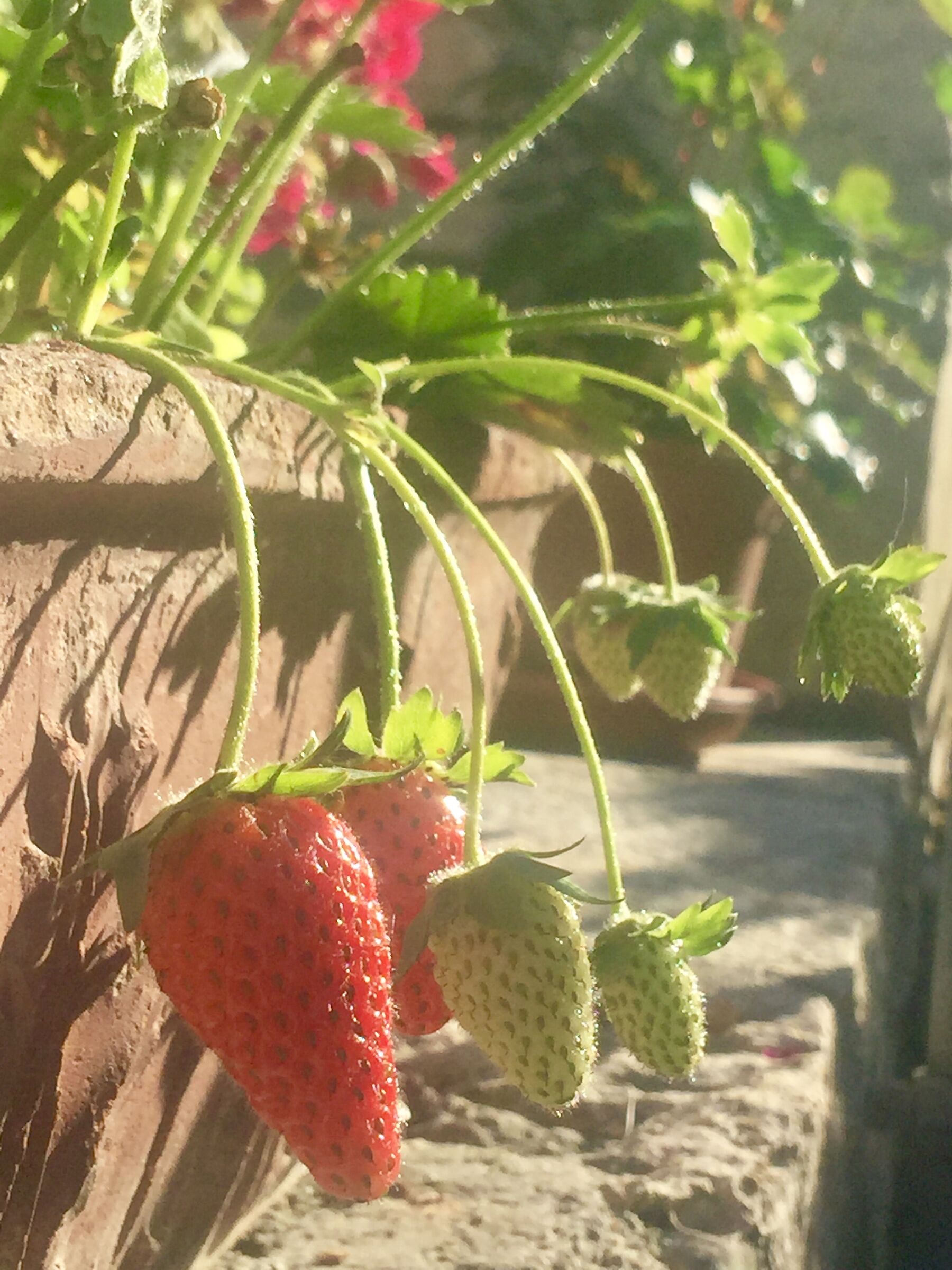 Strawberries ...