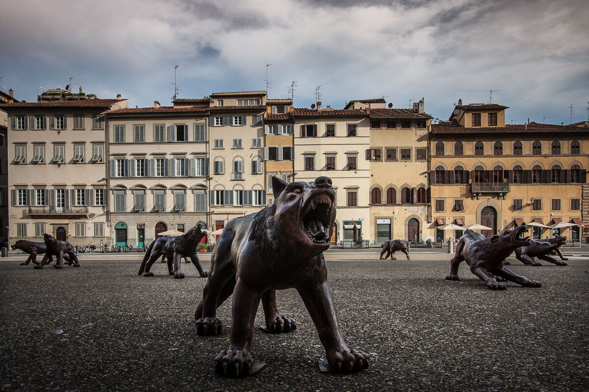 Firenze ... lupi in arrivo!...