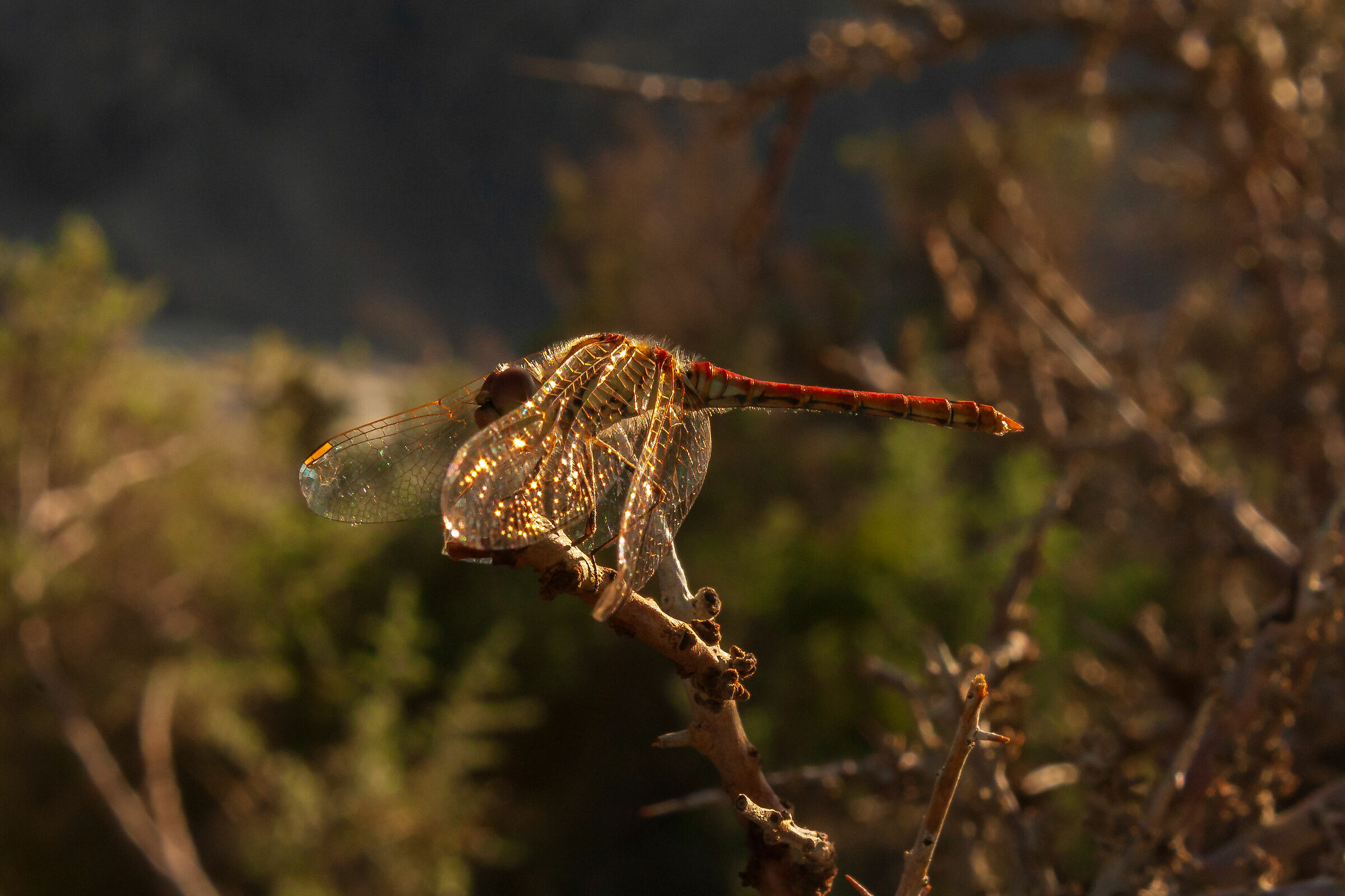 Dragonfly in Nubra Valley...