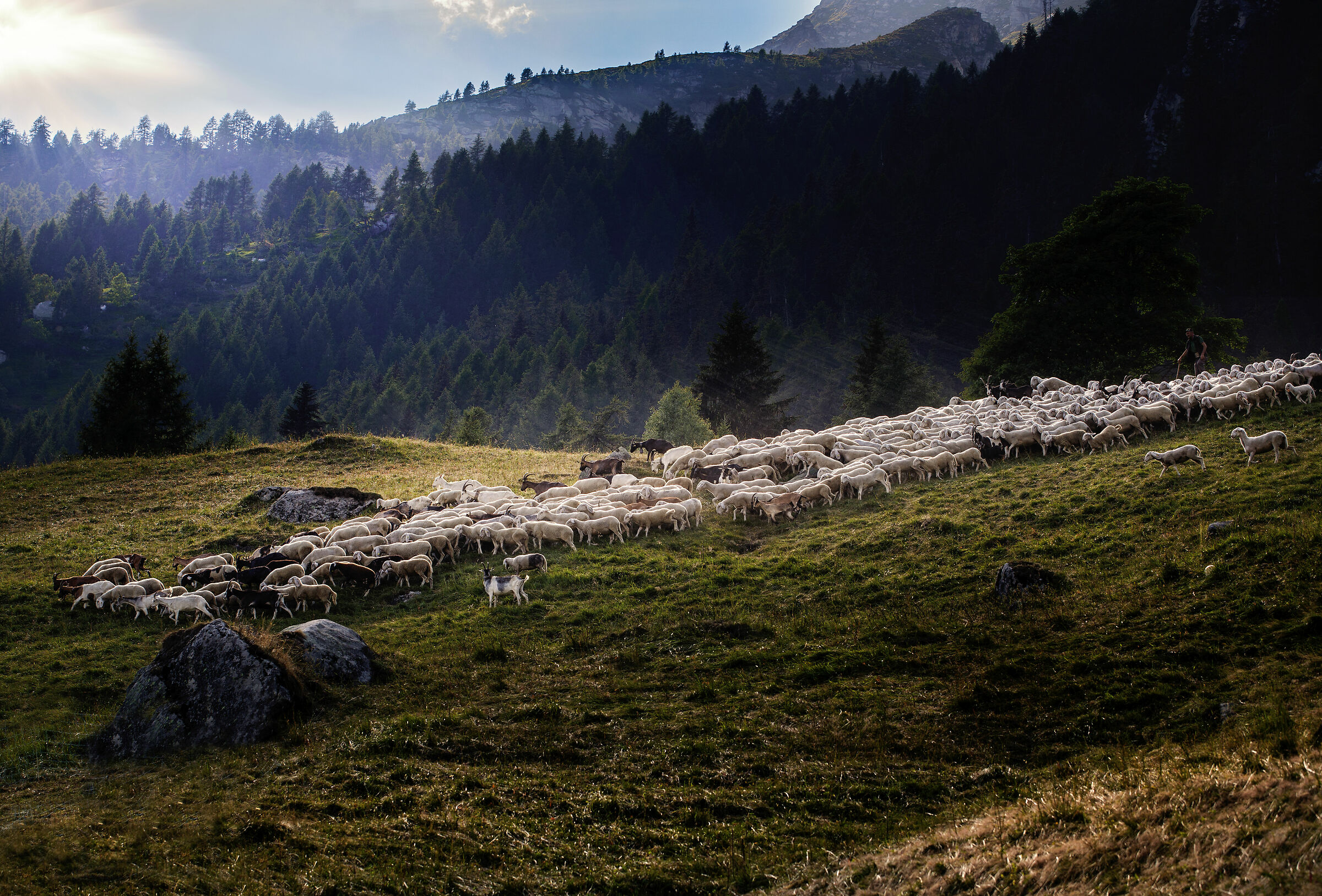 Wandering Shepherd at the Upper Alpe Salecchio...