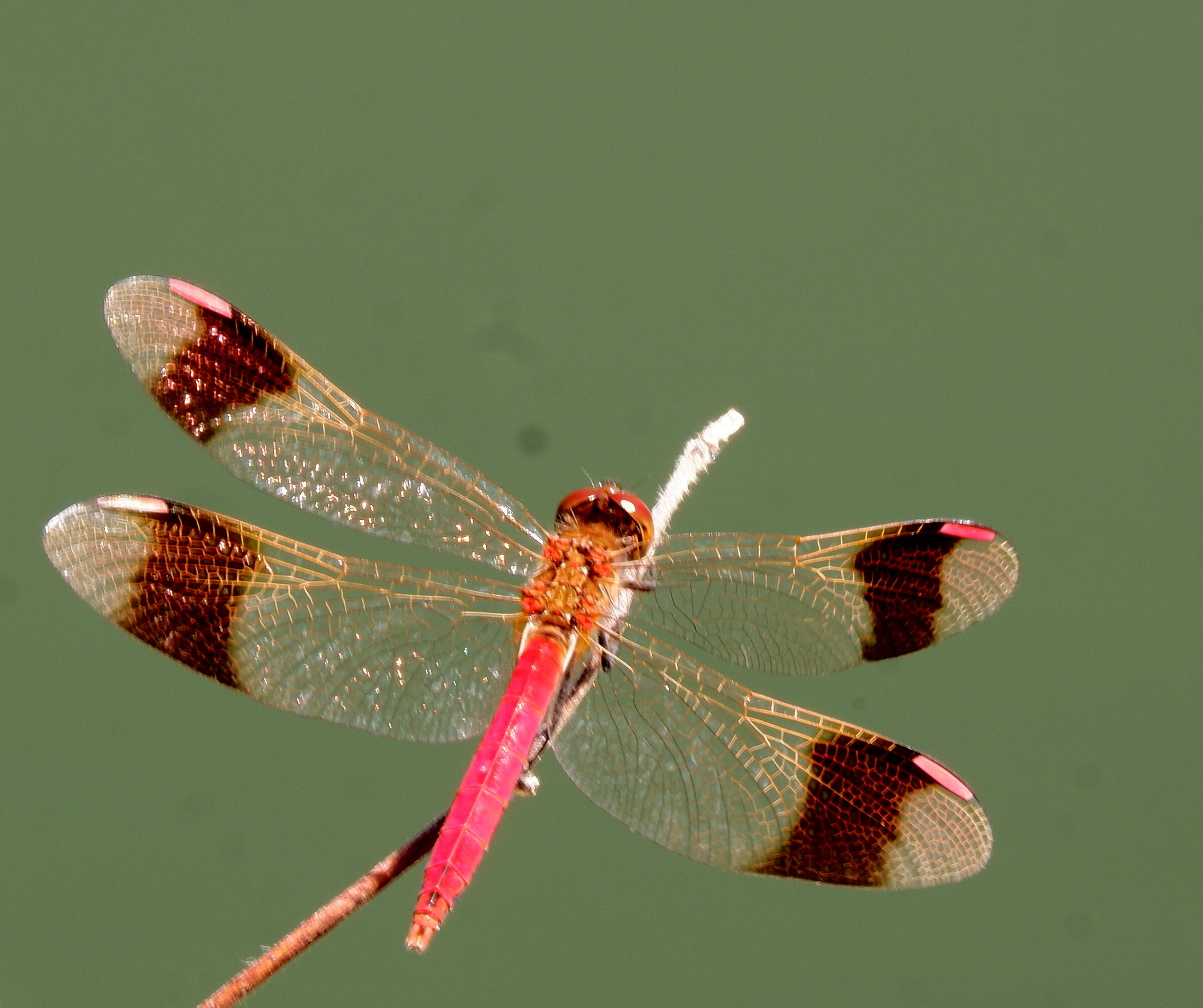 dragonflies 3...
