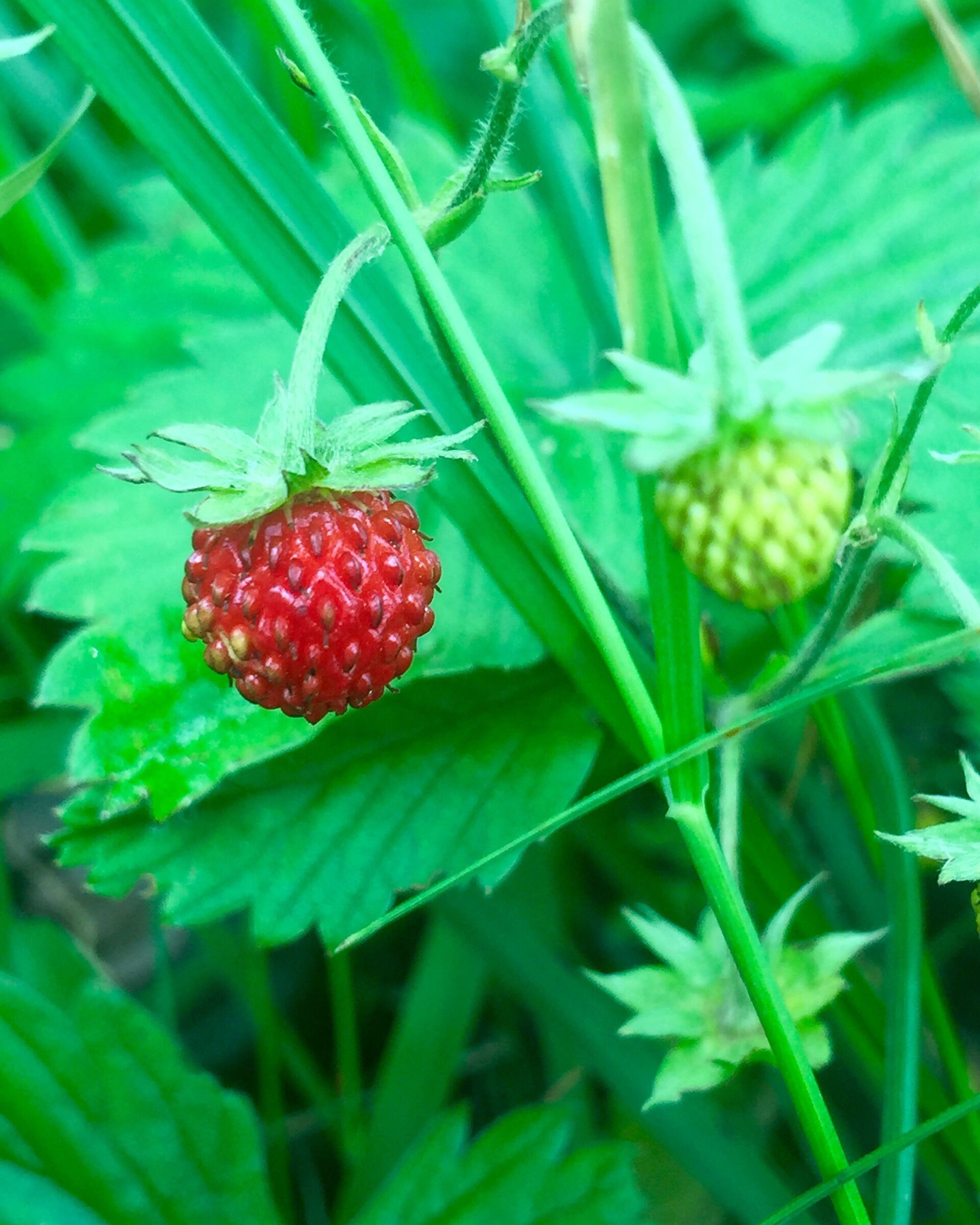 Forest strawberries ...