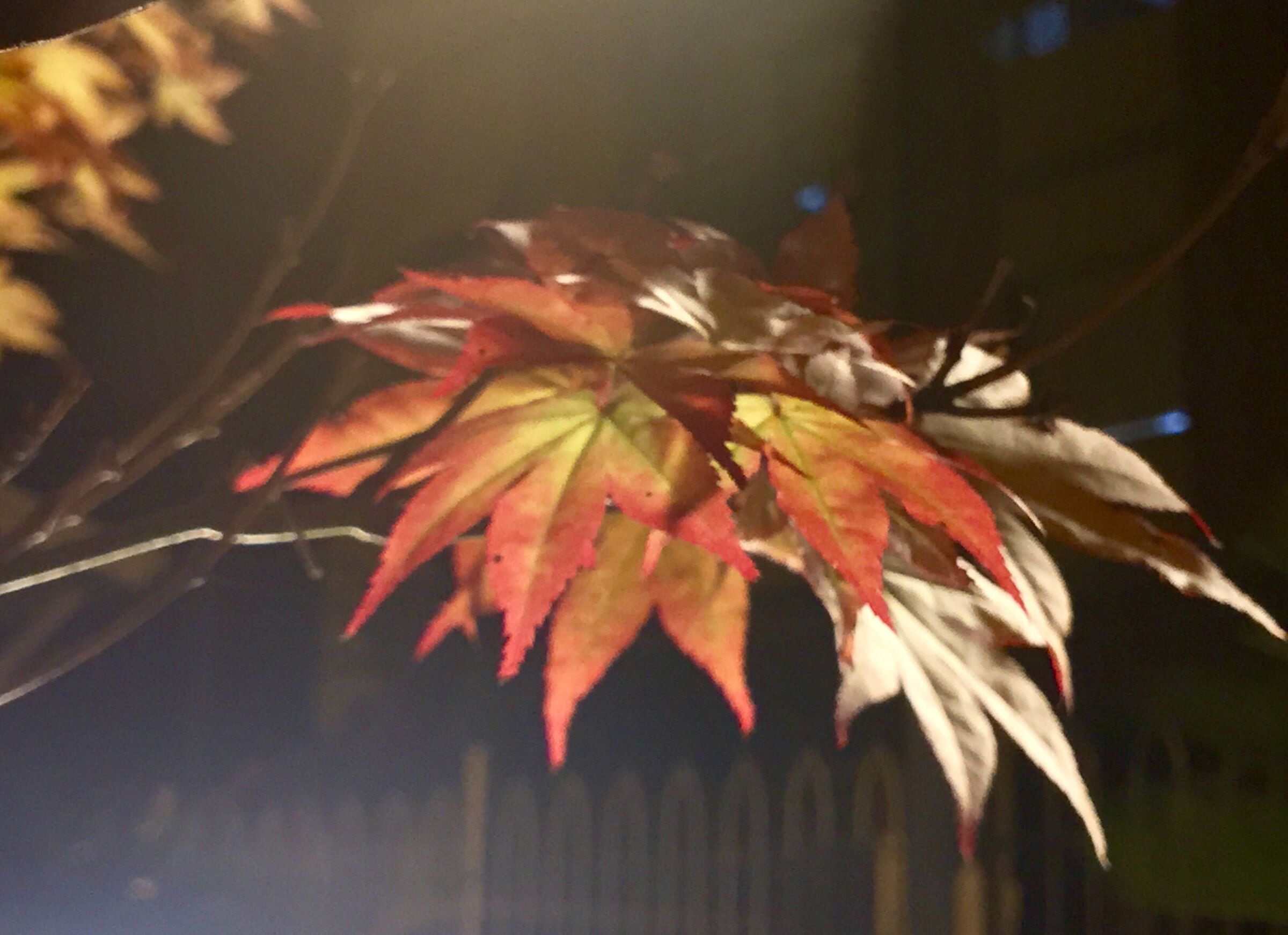 Acer palmatum, particolare delle foglie di sera...