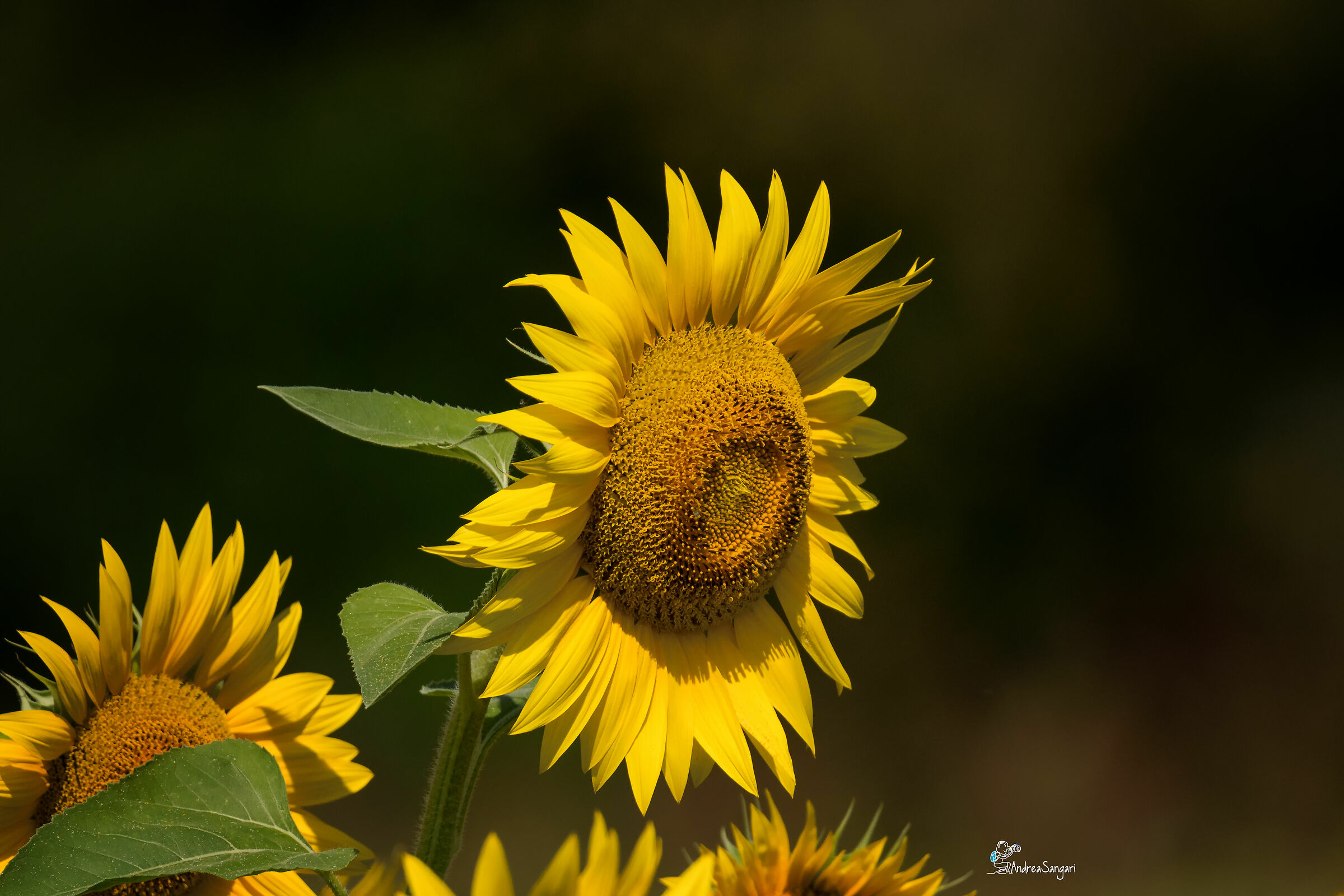 "The Sunflower"...