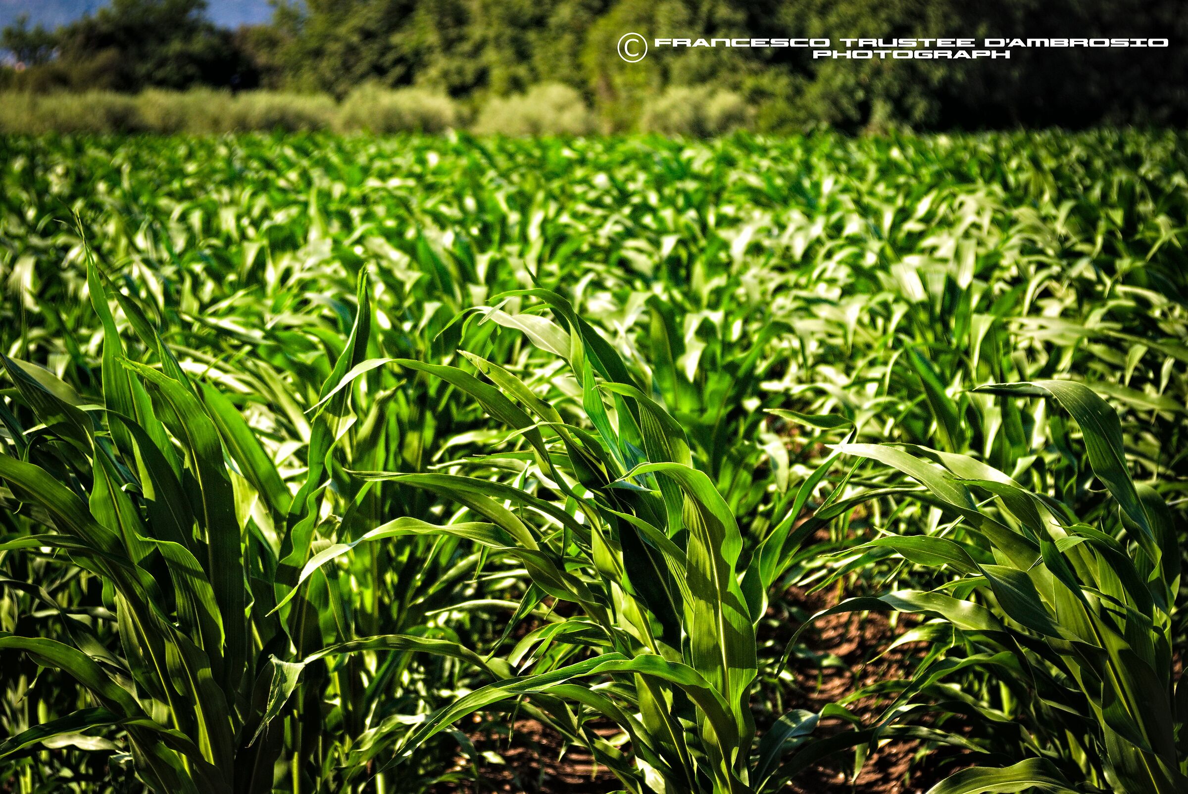 corn field...