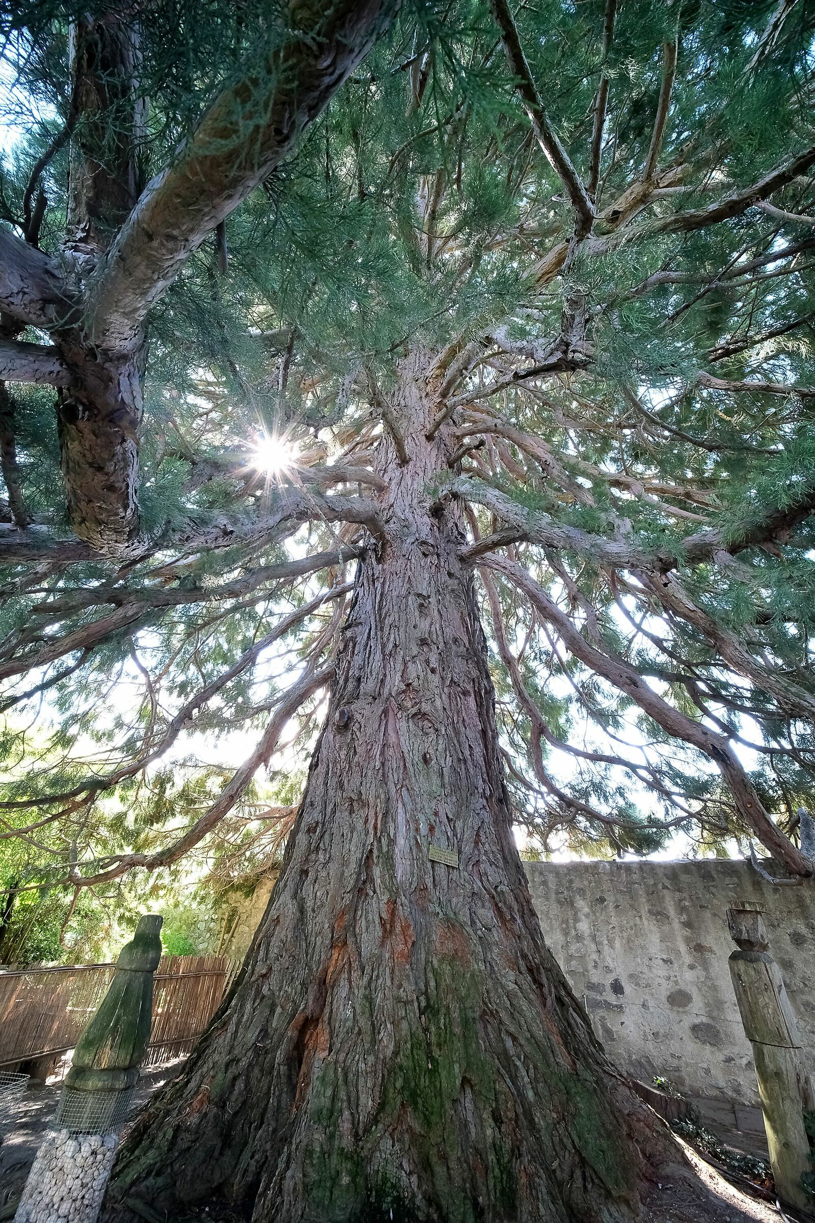 Sequoia at the Abbey of Novacella...