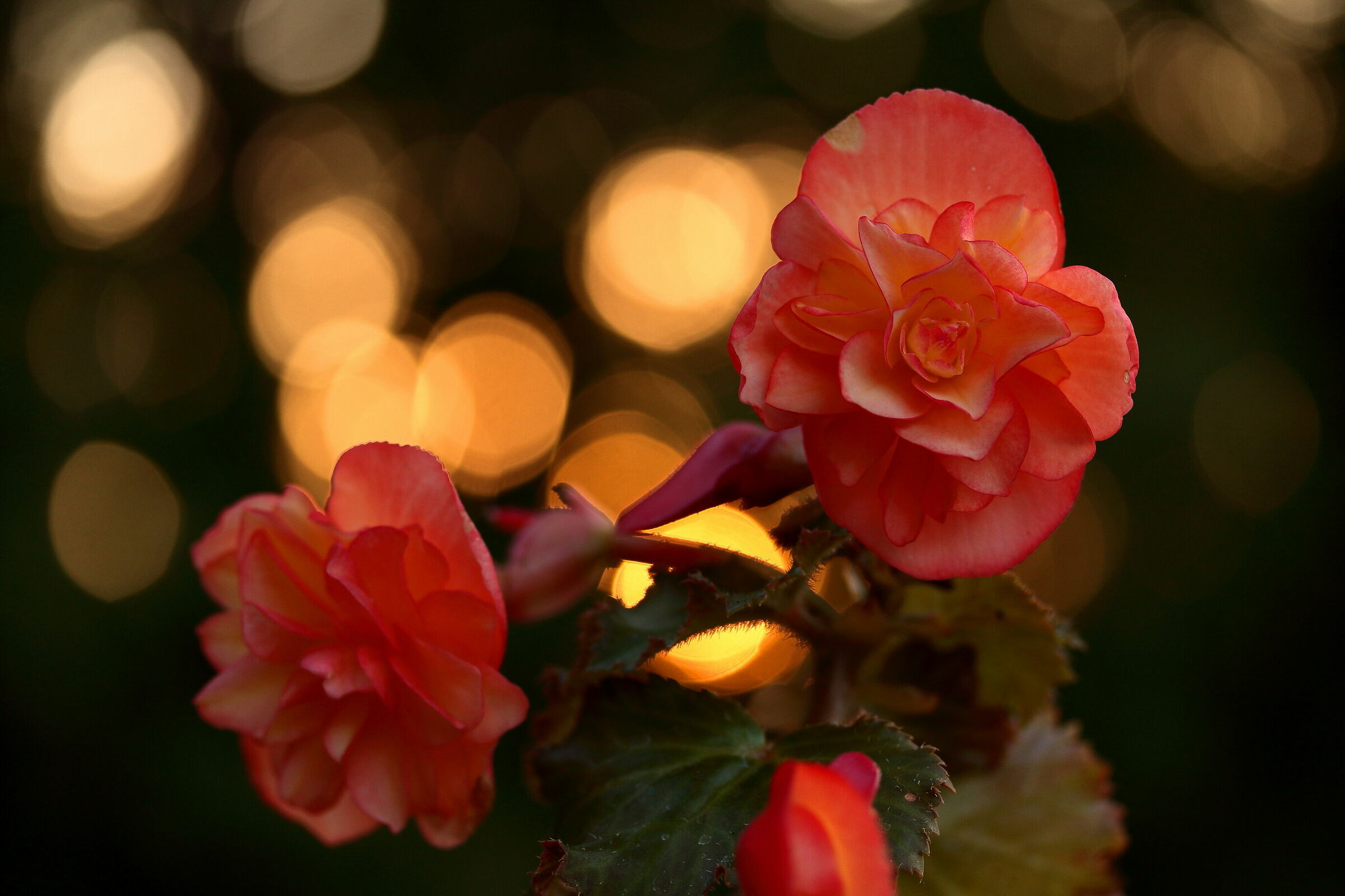 Begonia with the sunset behind...