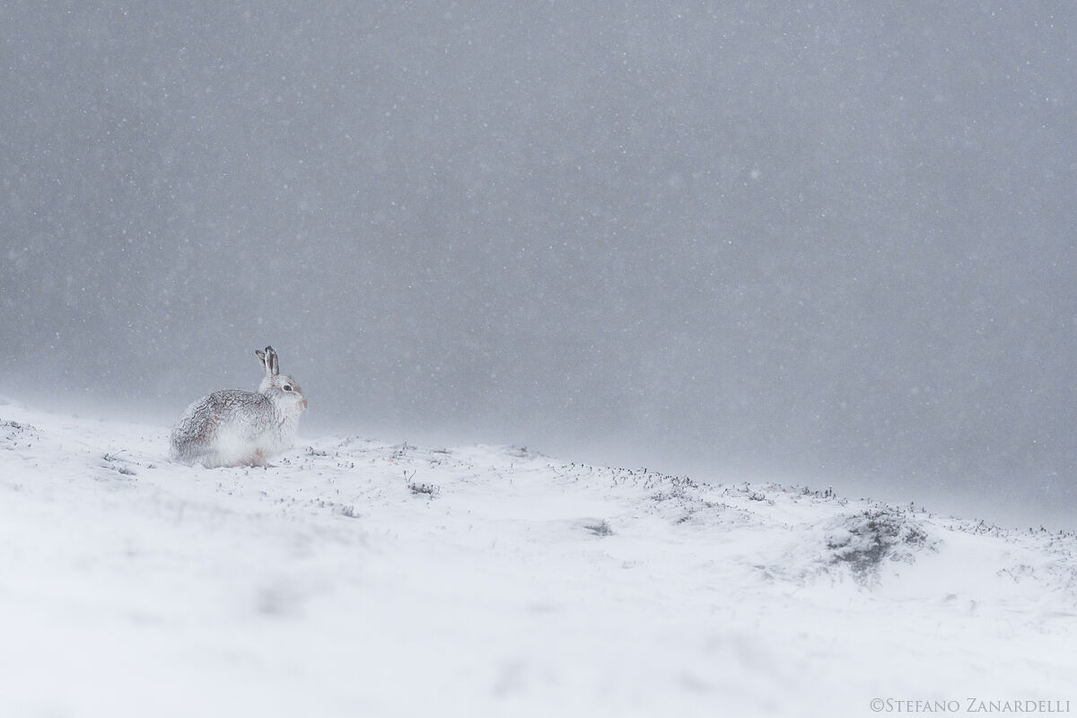 Mountain Hare, New10014...