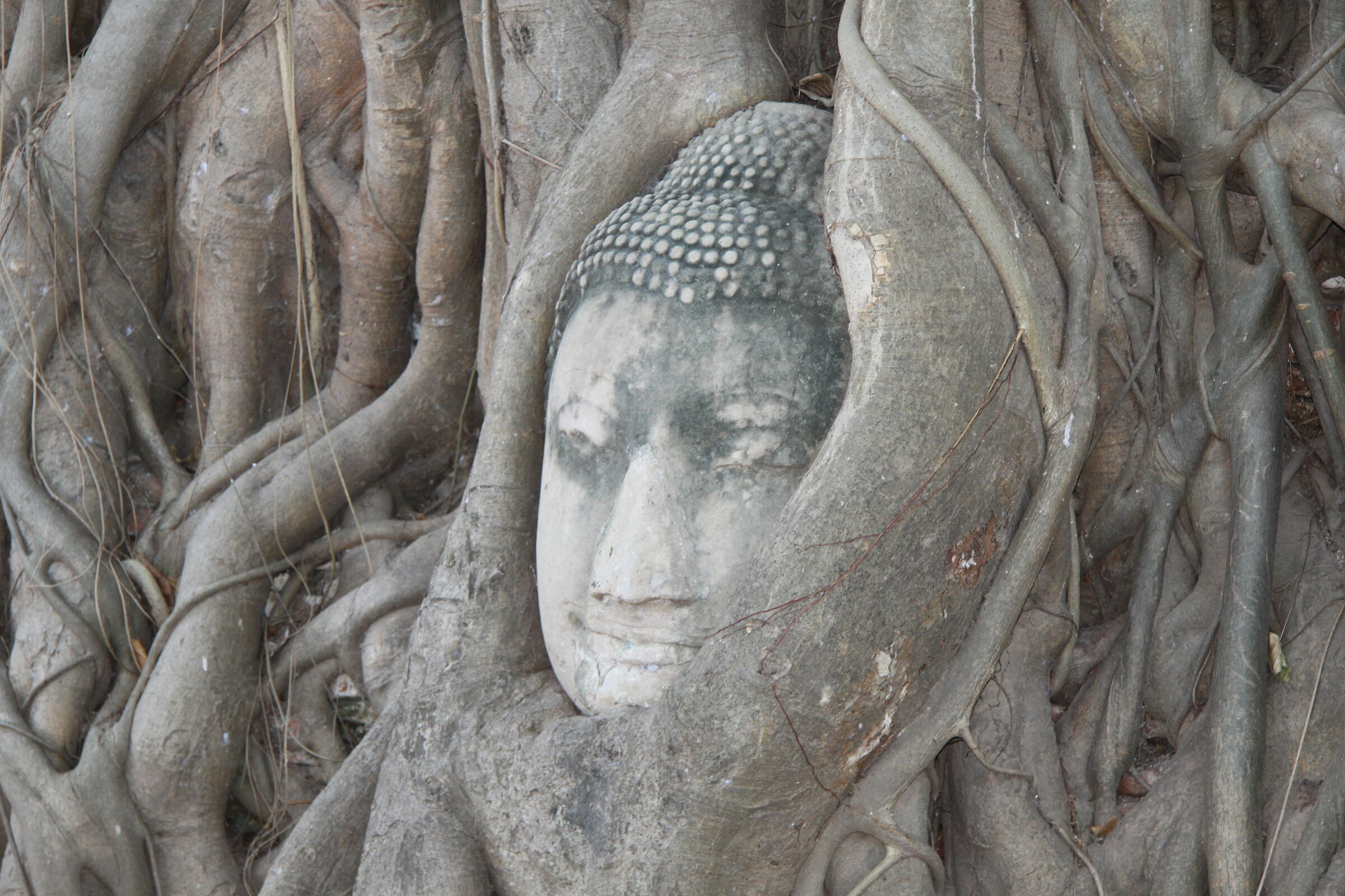 Wat Mahathat ? Buddha Head sull'albero...