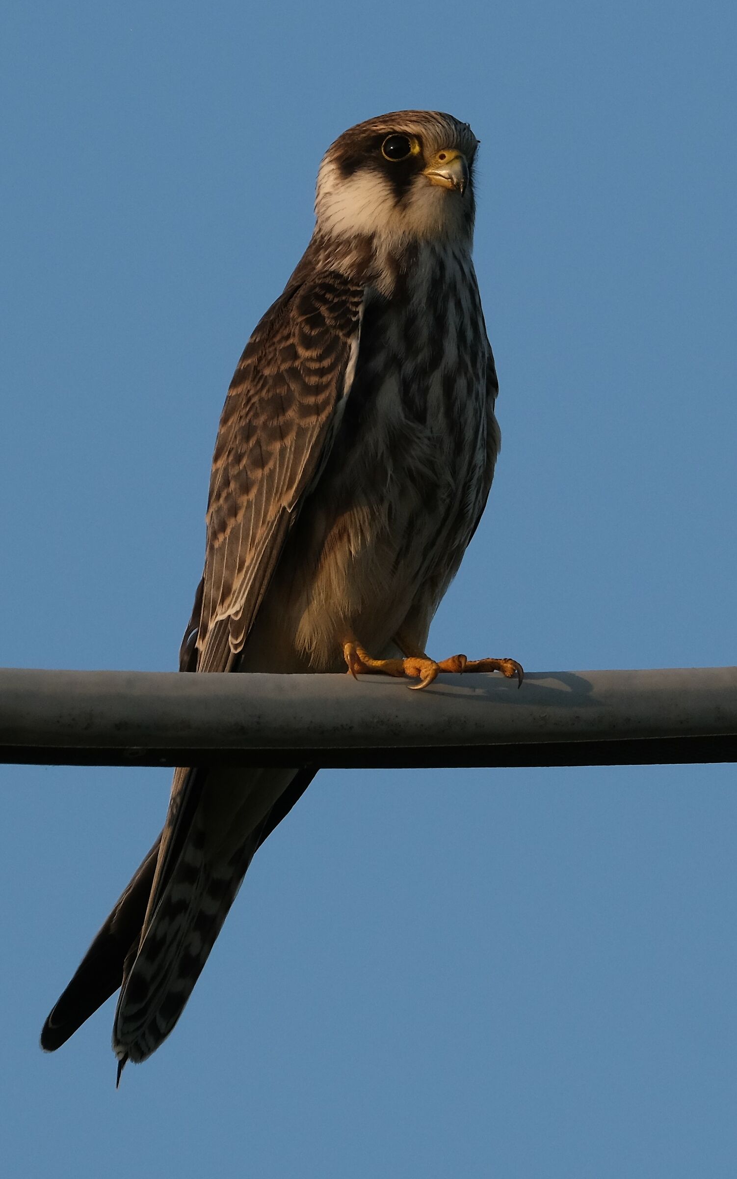 Falco Cuculo juv. (Sembrava un Falco Pellegrin juv.)...