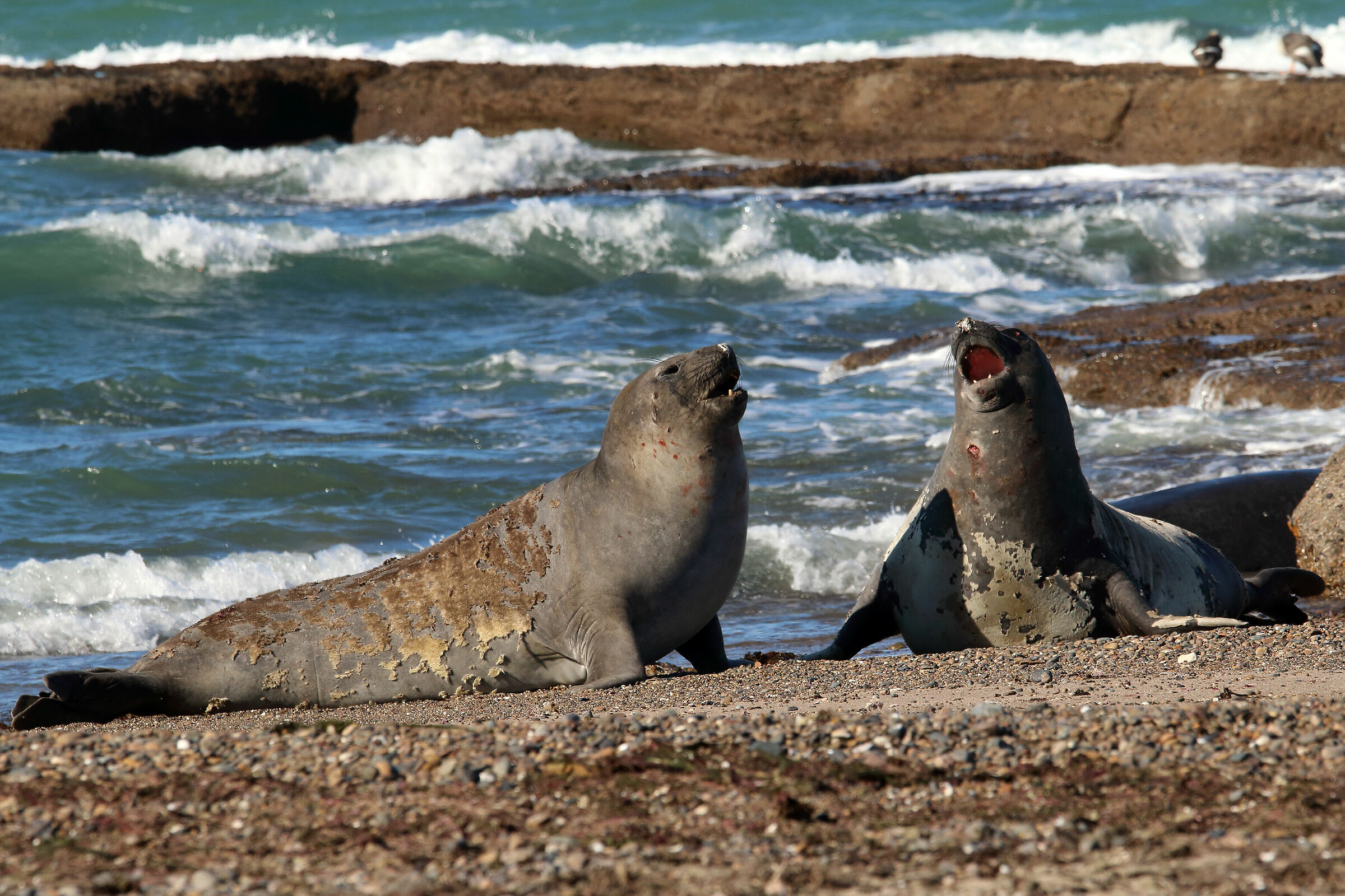 sea lions in Valdez...