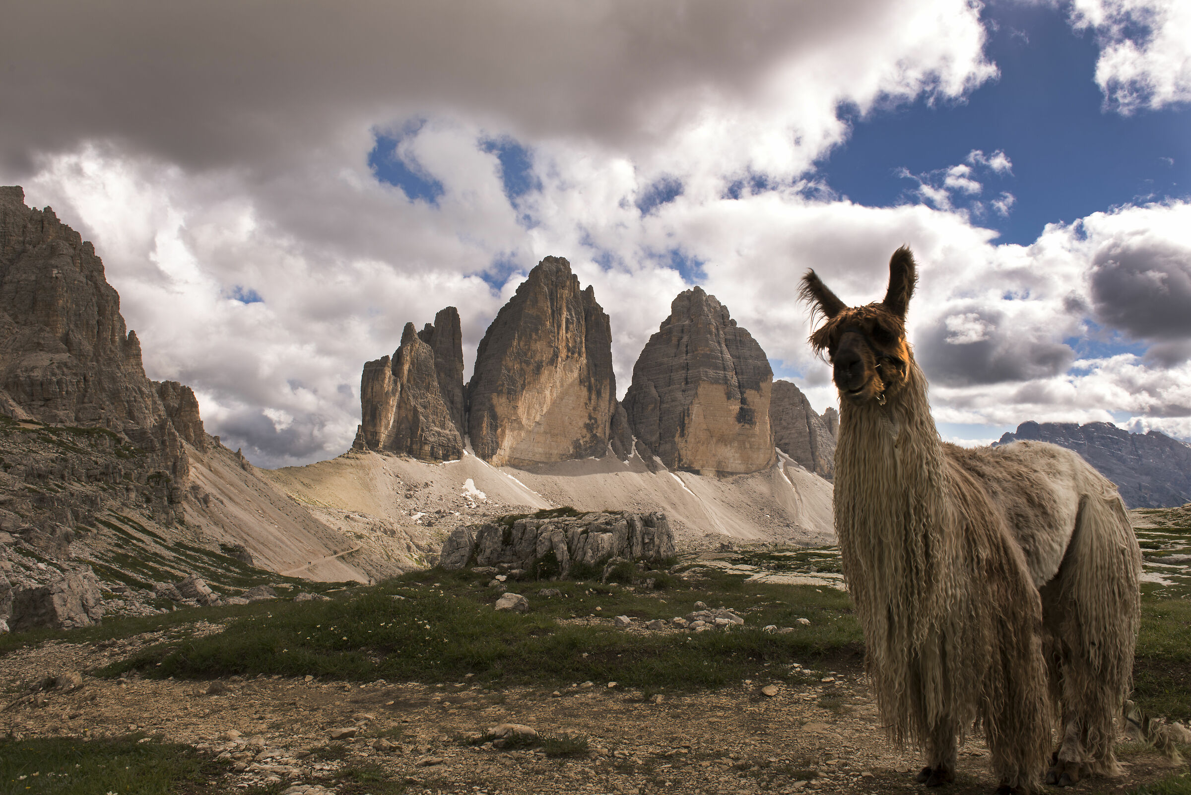 alpaca of the three peaks...