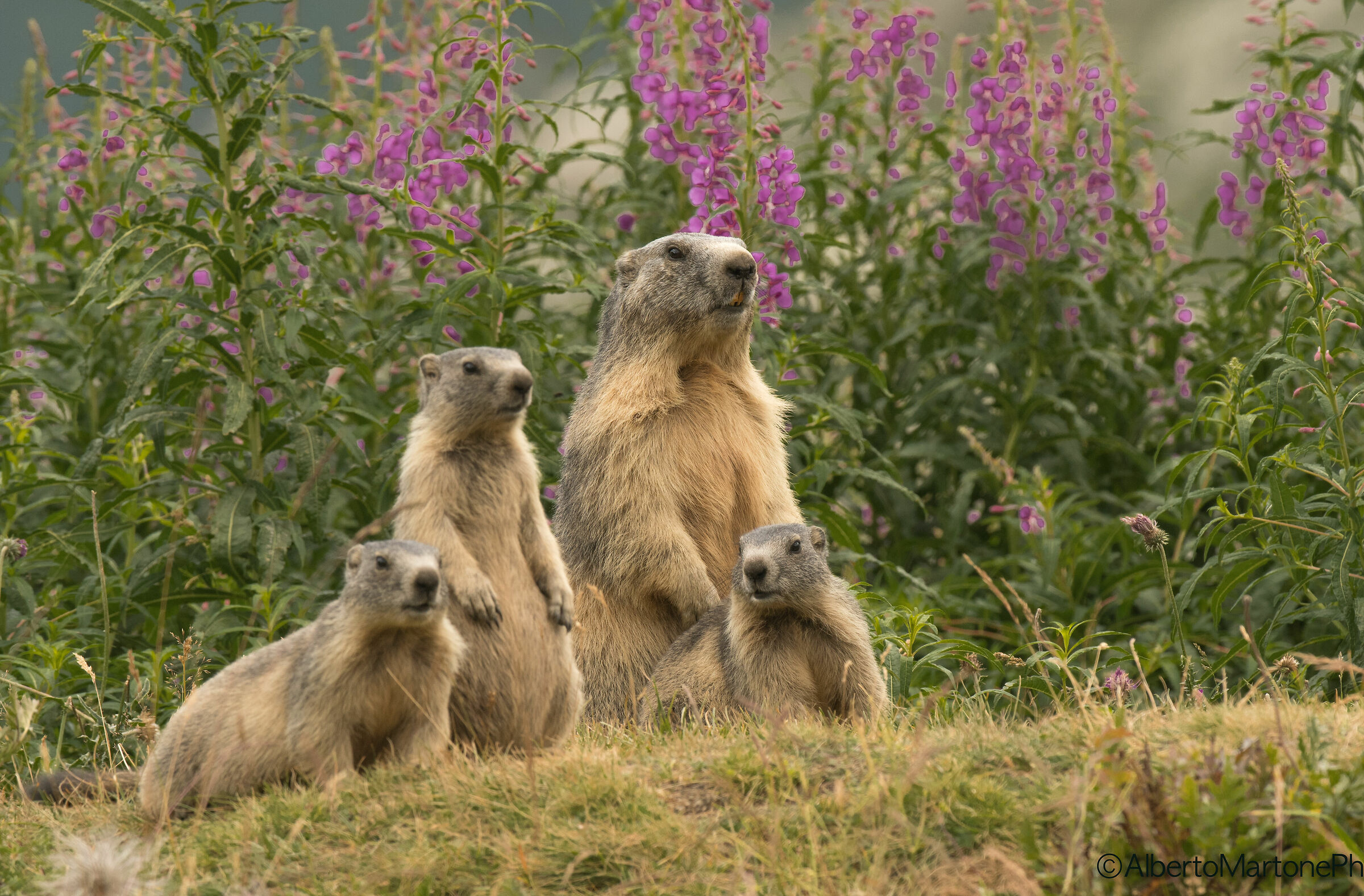 careful marmots...