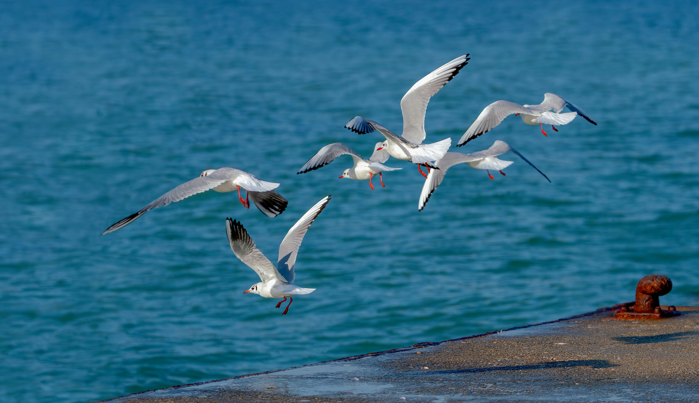Seagulls - Takeoff from Portonovo Pier (an)...