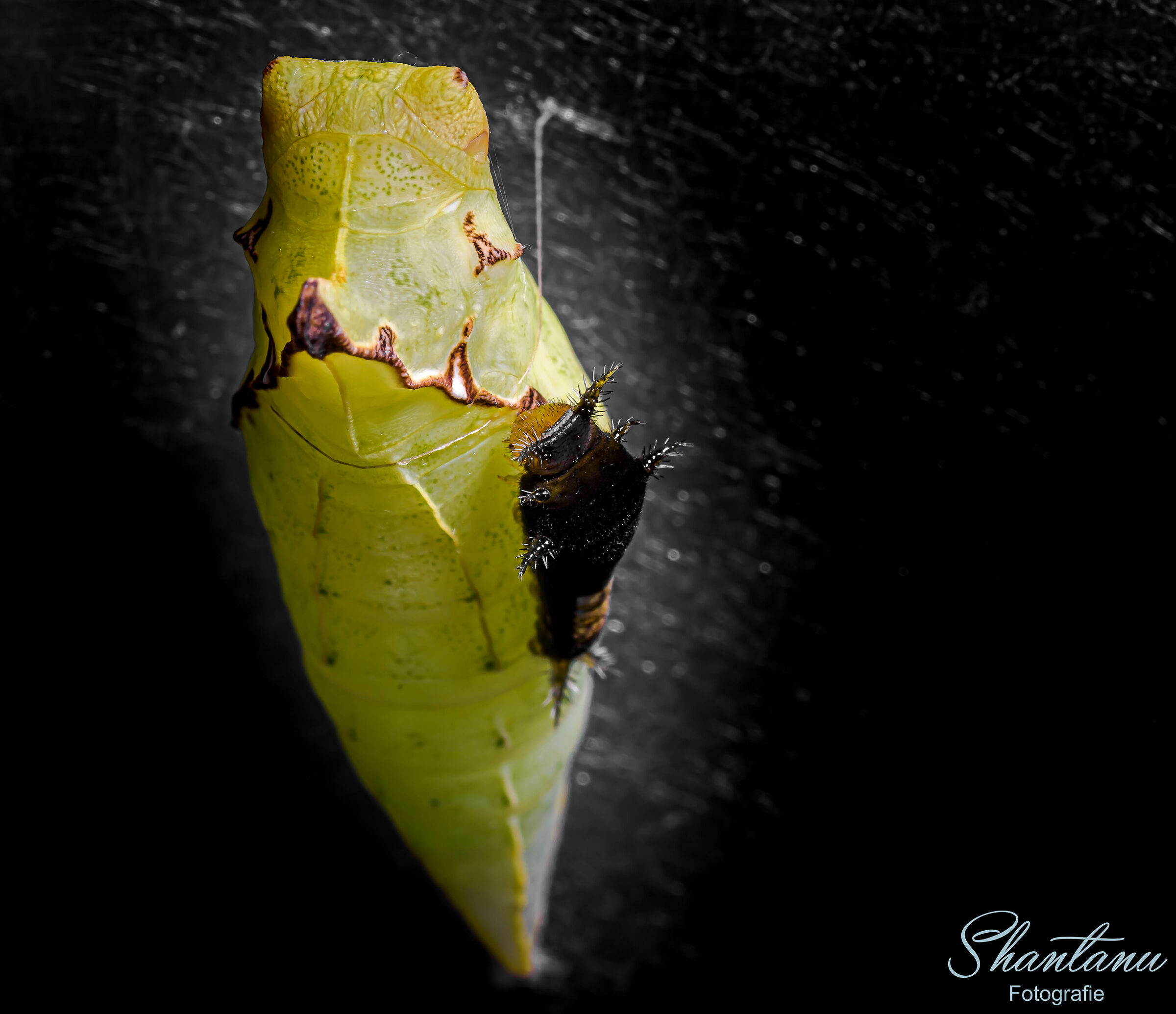 Caterpillar and Pupa of Tailed Jay...
