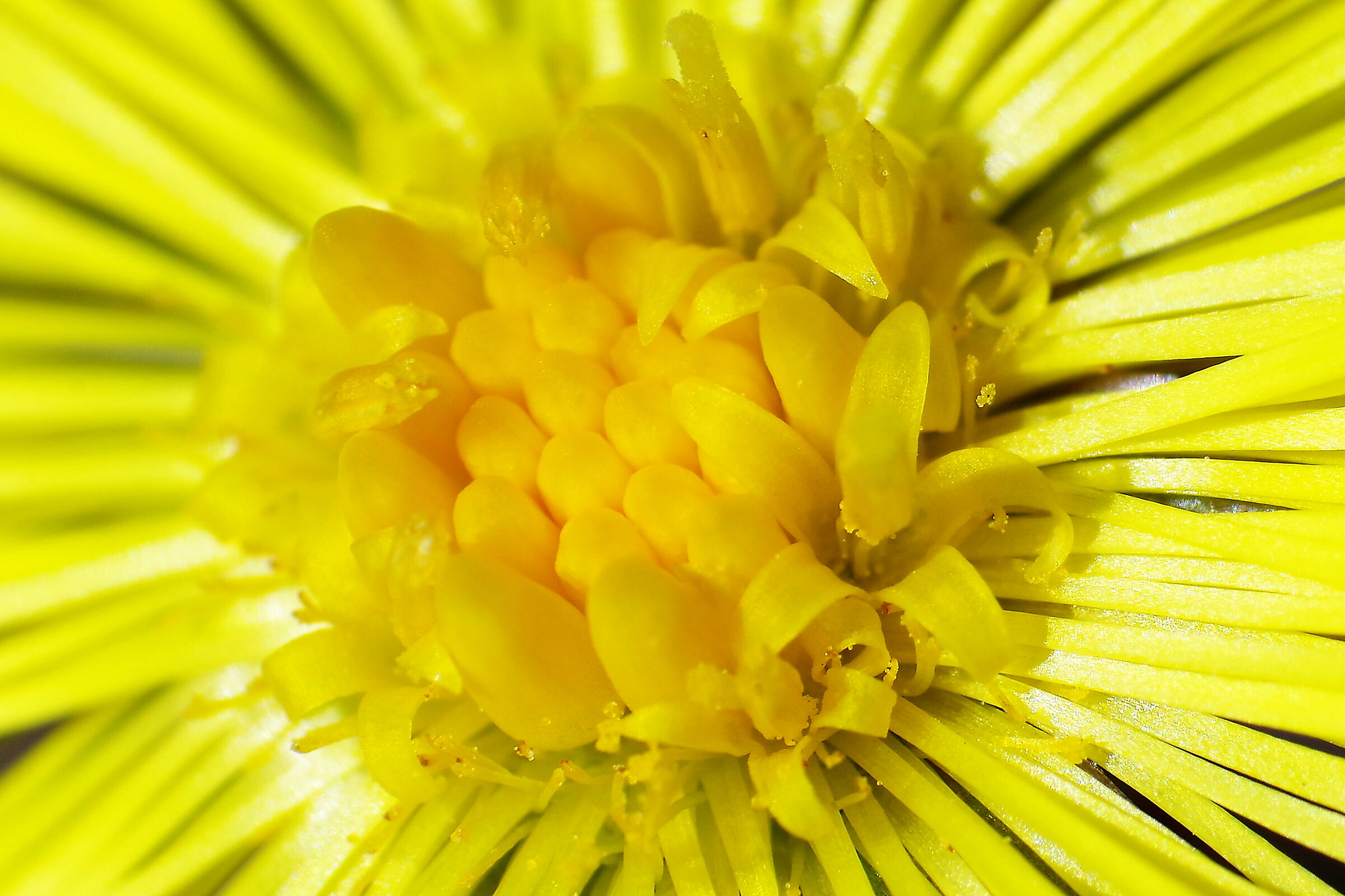 Particolare del fiore di Tusillago Farfara...