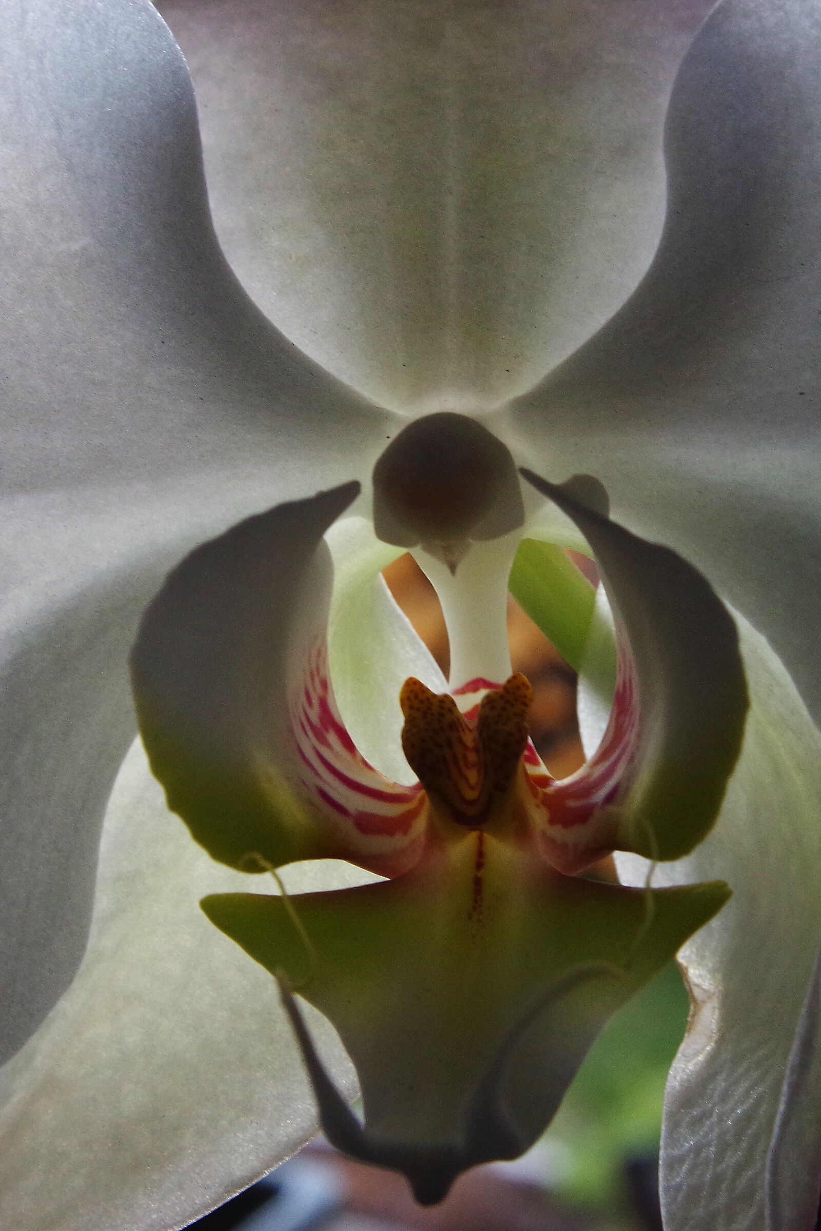 Particolare del fiore di orchidea...