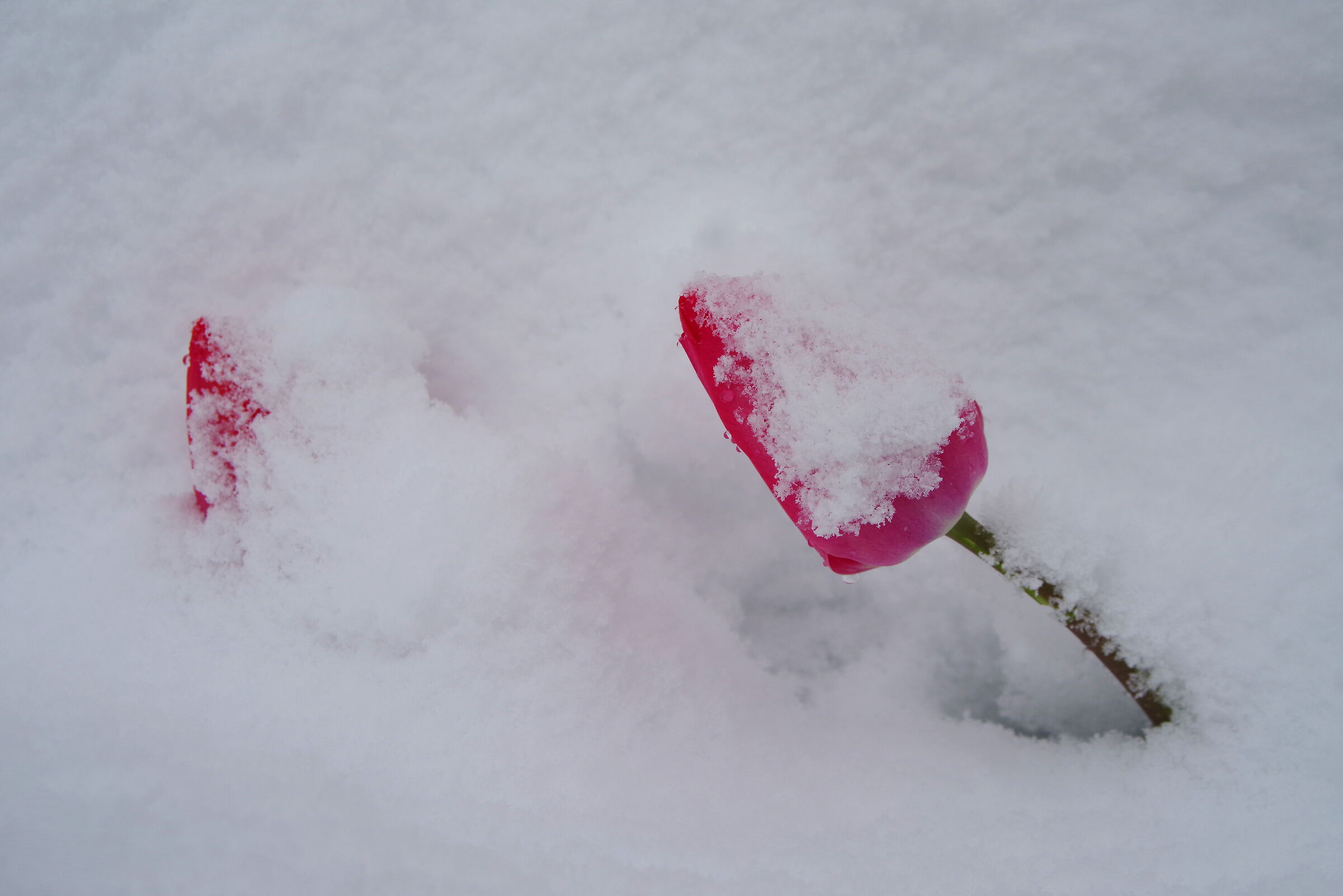 Tulipani sotto una nevicata in primavera...