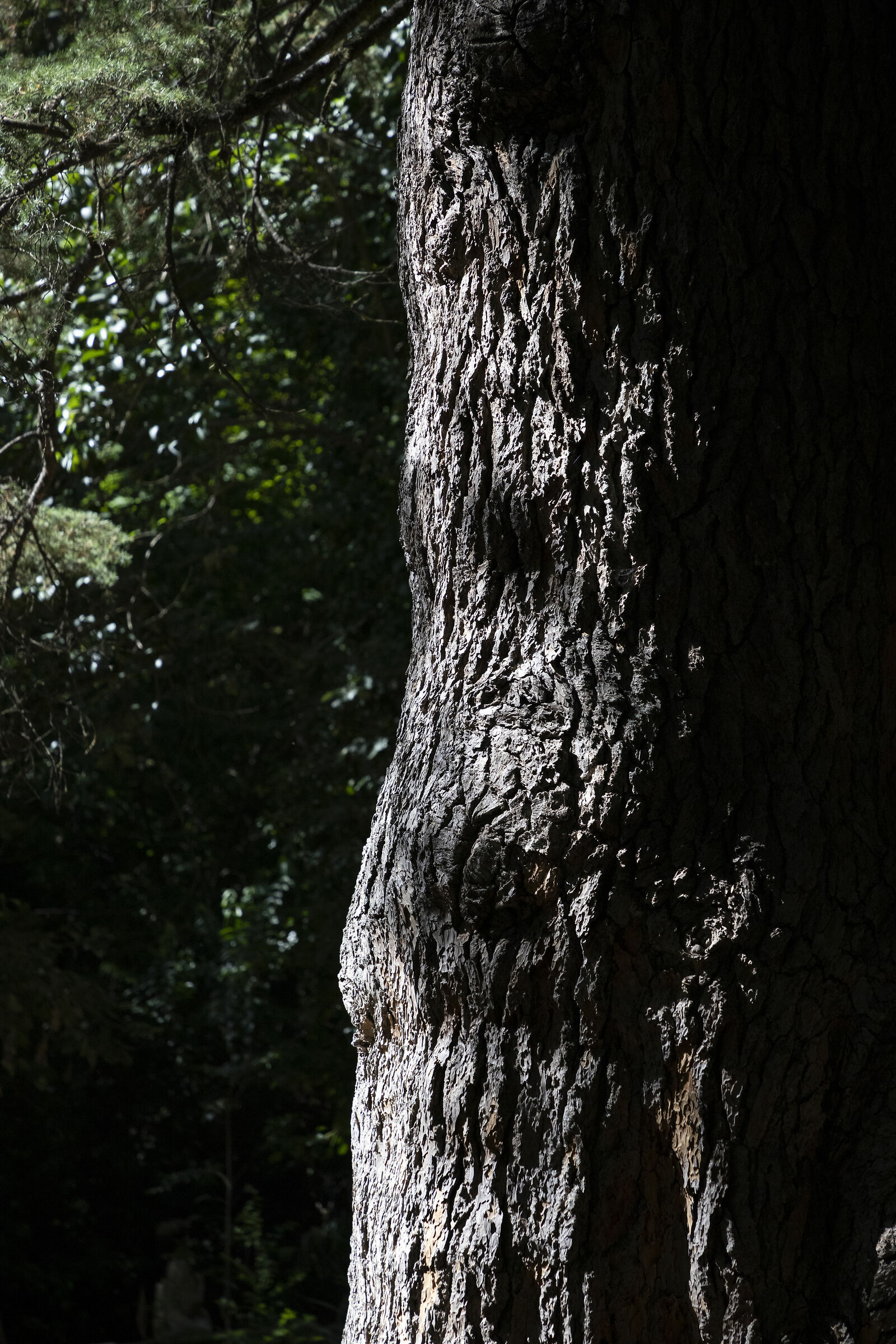Lebanon's century-old cedar...