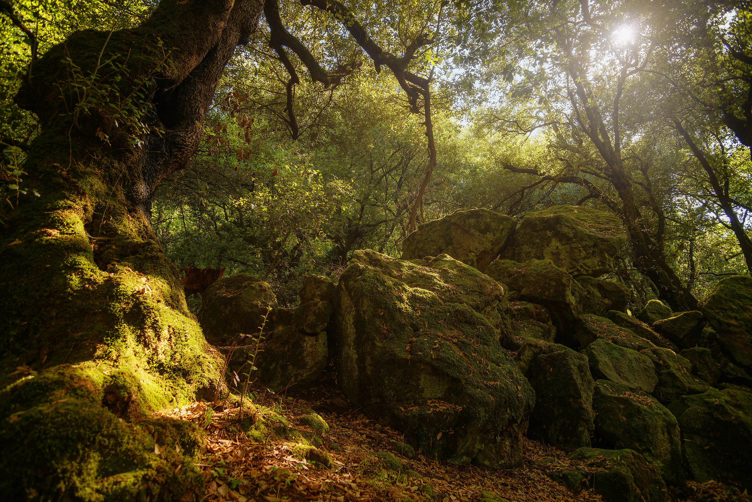 Enchanted Woods...