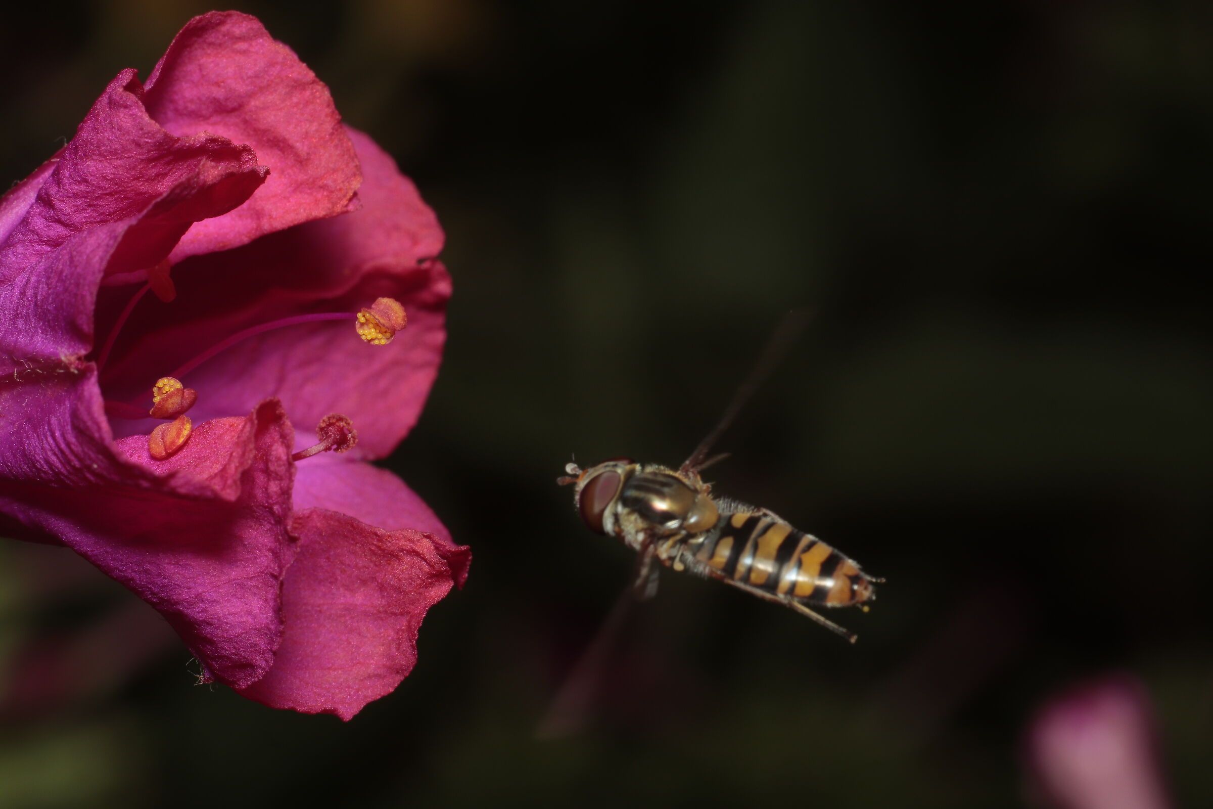 Sirfido-(Syrphidae) nel mio giardino 16/08/2020...