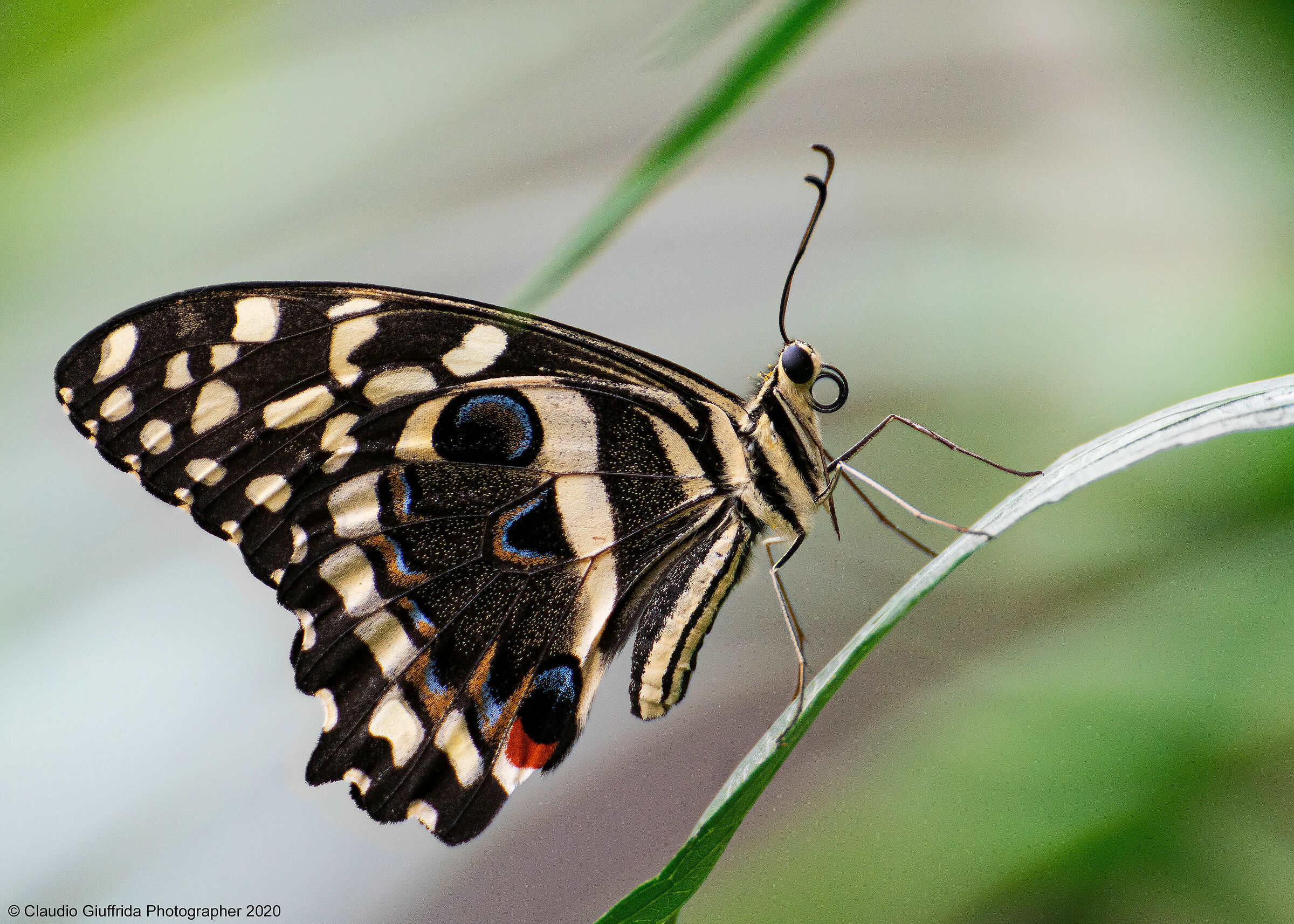 Papilio Demoleus...