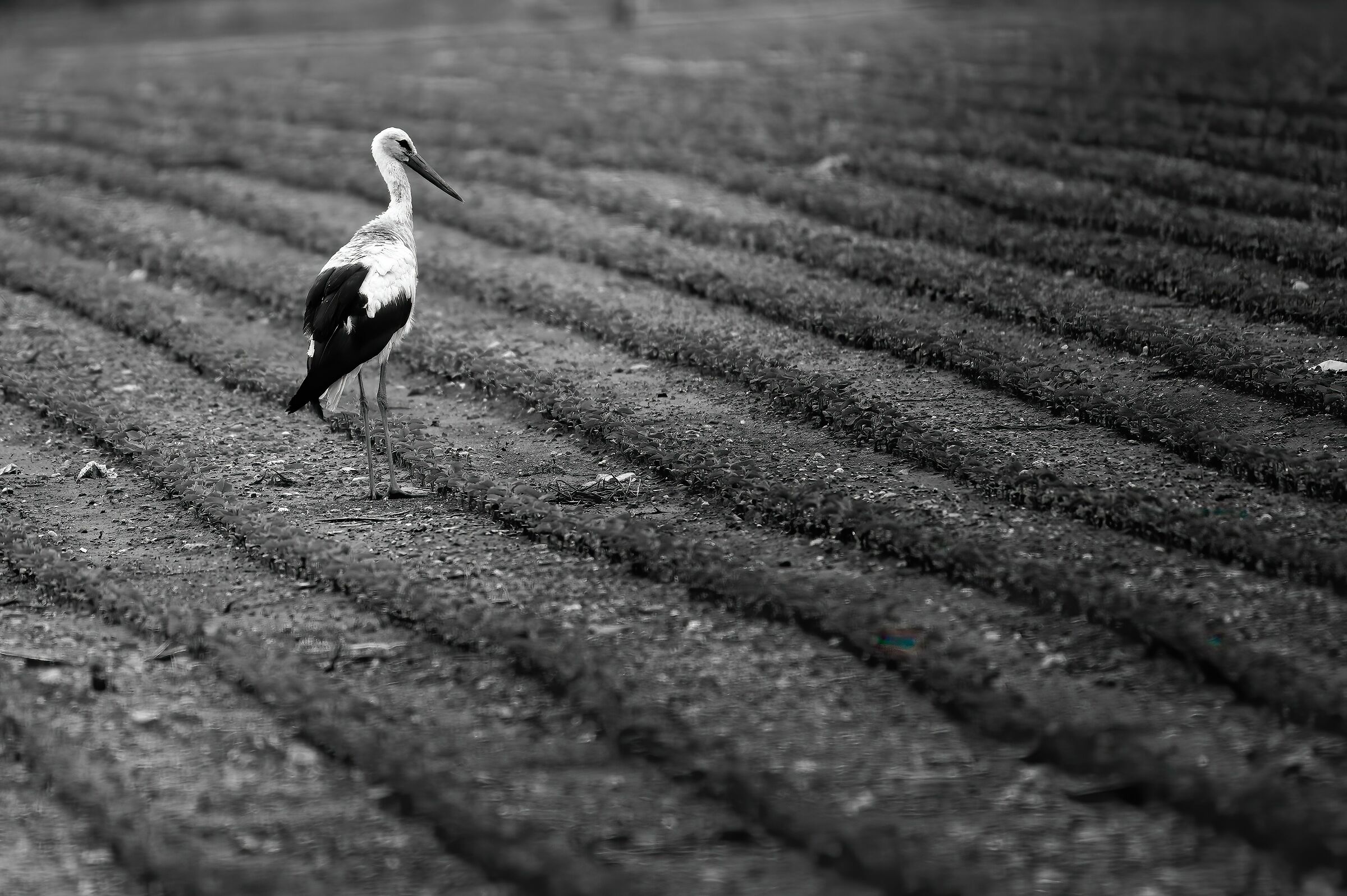 Stork in the field...