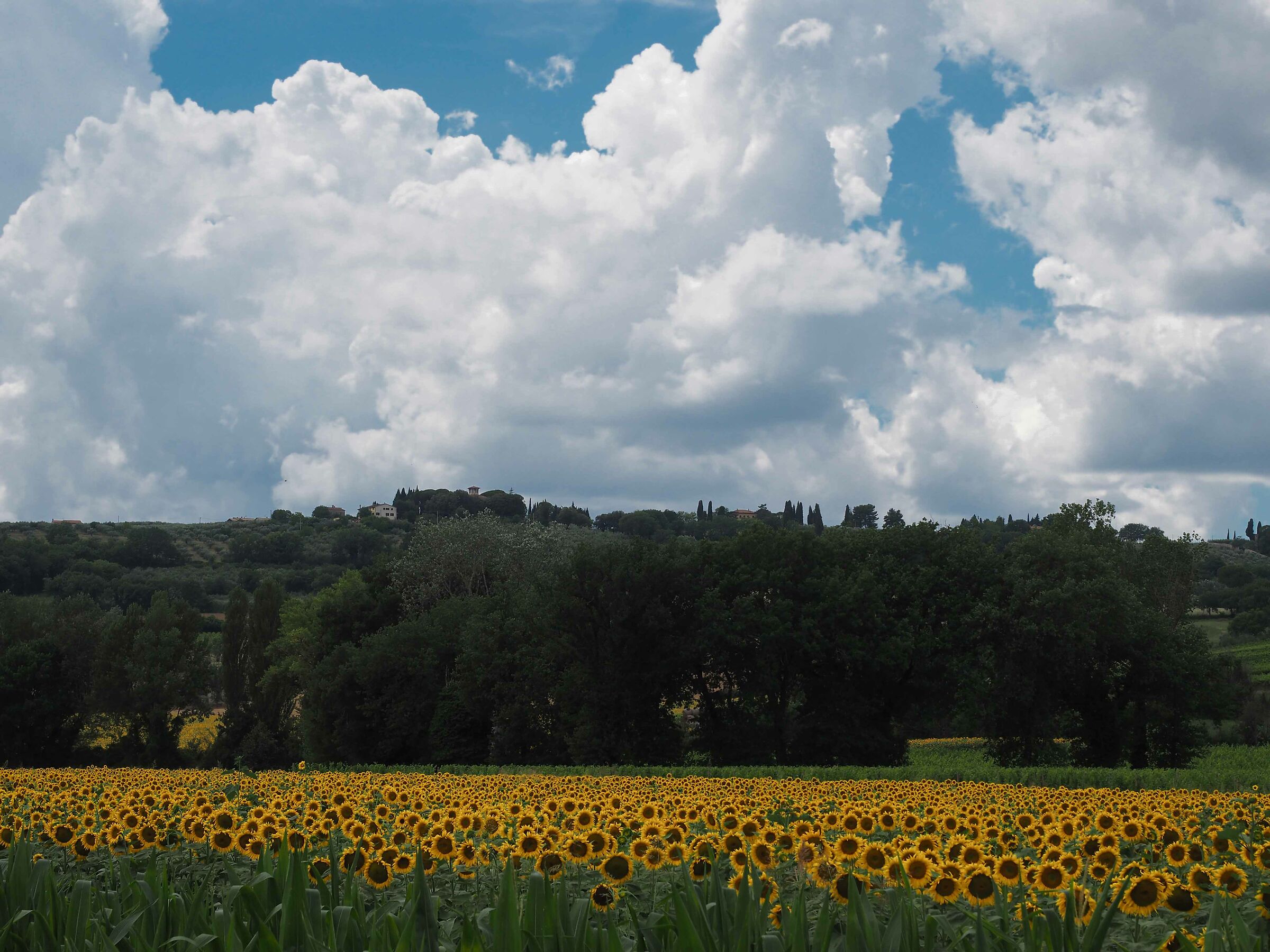 Umbrian landscape...