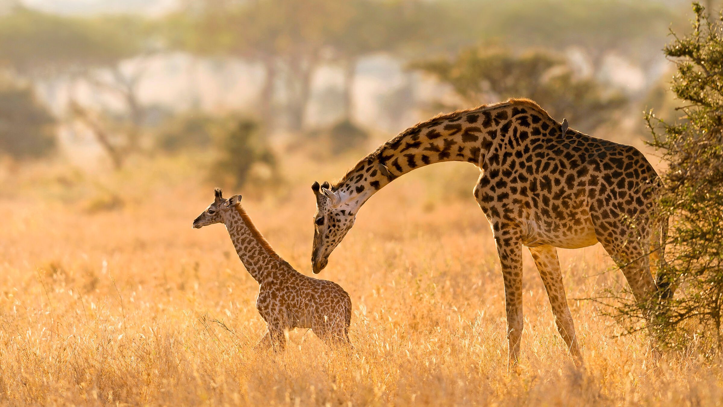 Giraffe, Serengeti....