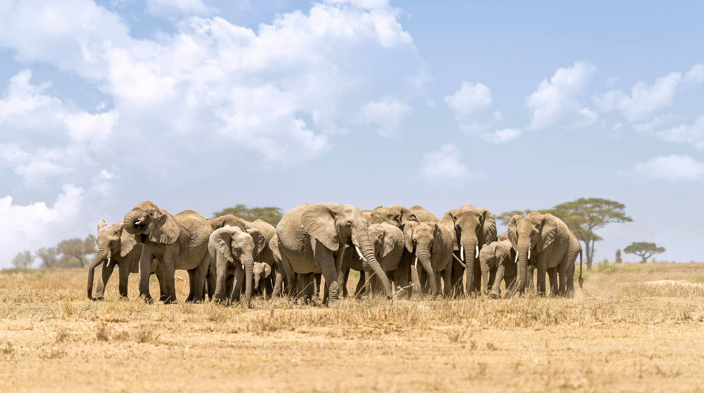 Elephants, Serengeti....