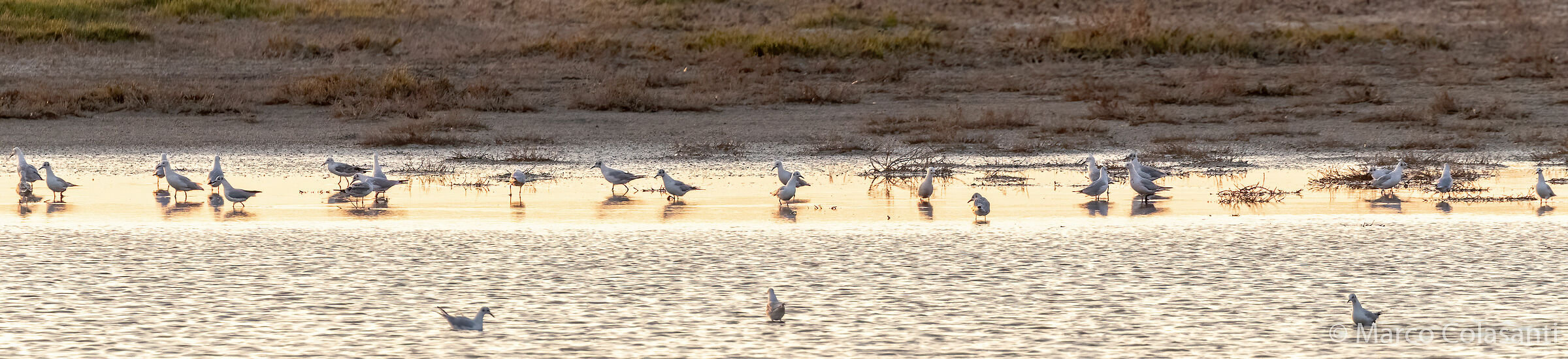 Seagulls at dawn...